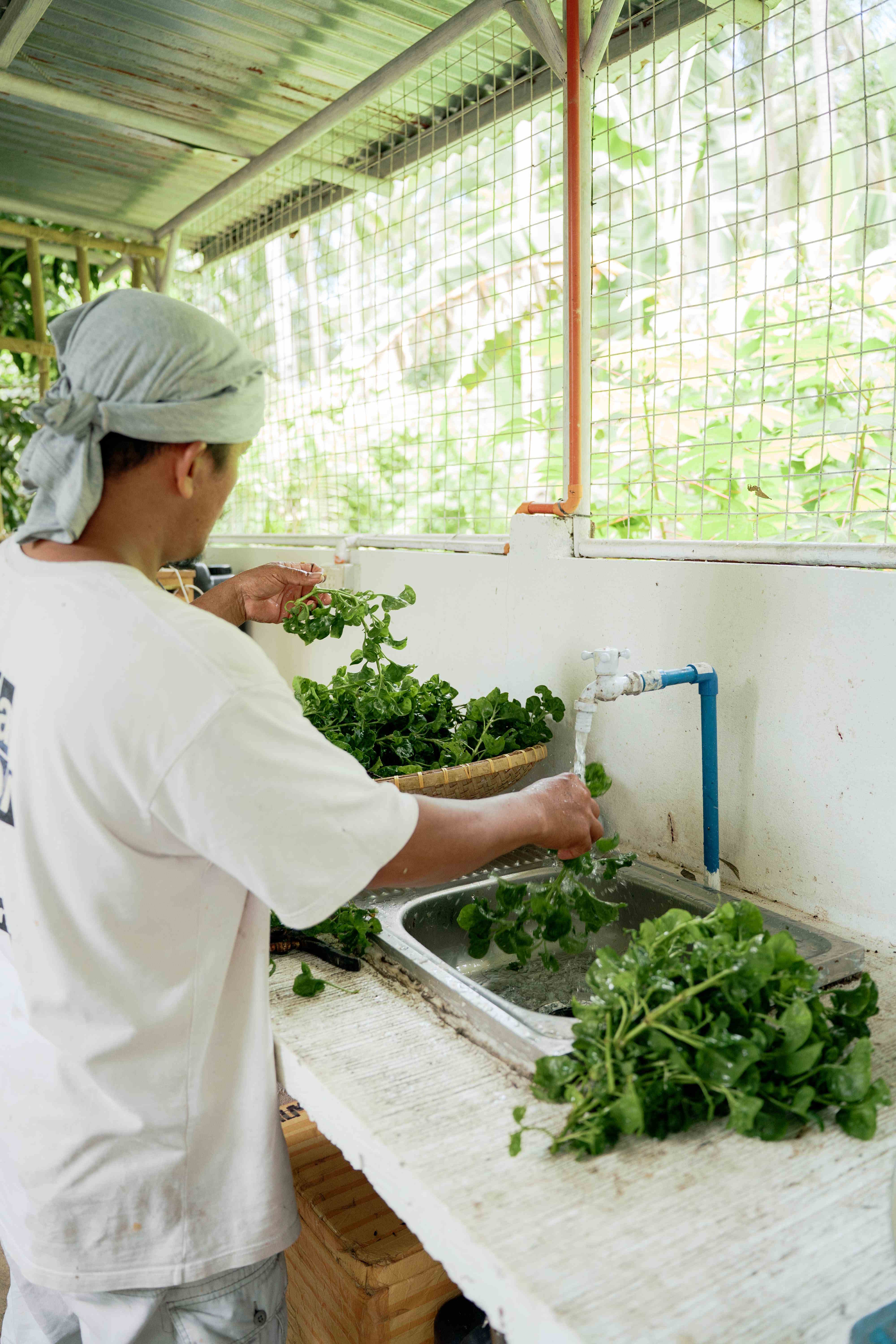 Sorting Harvested Produce
