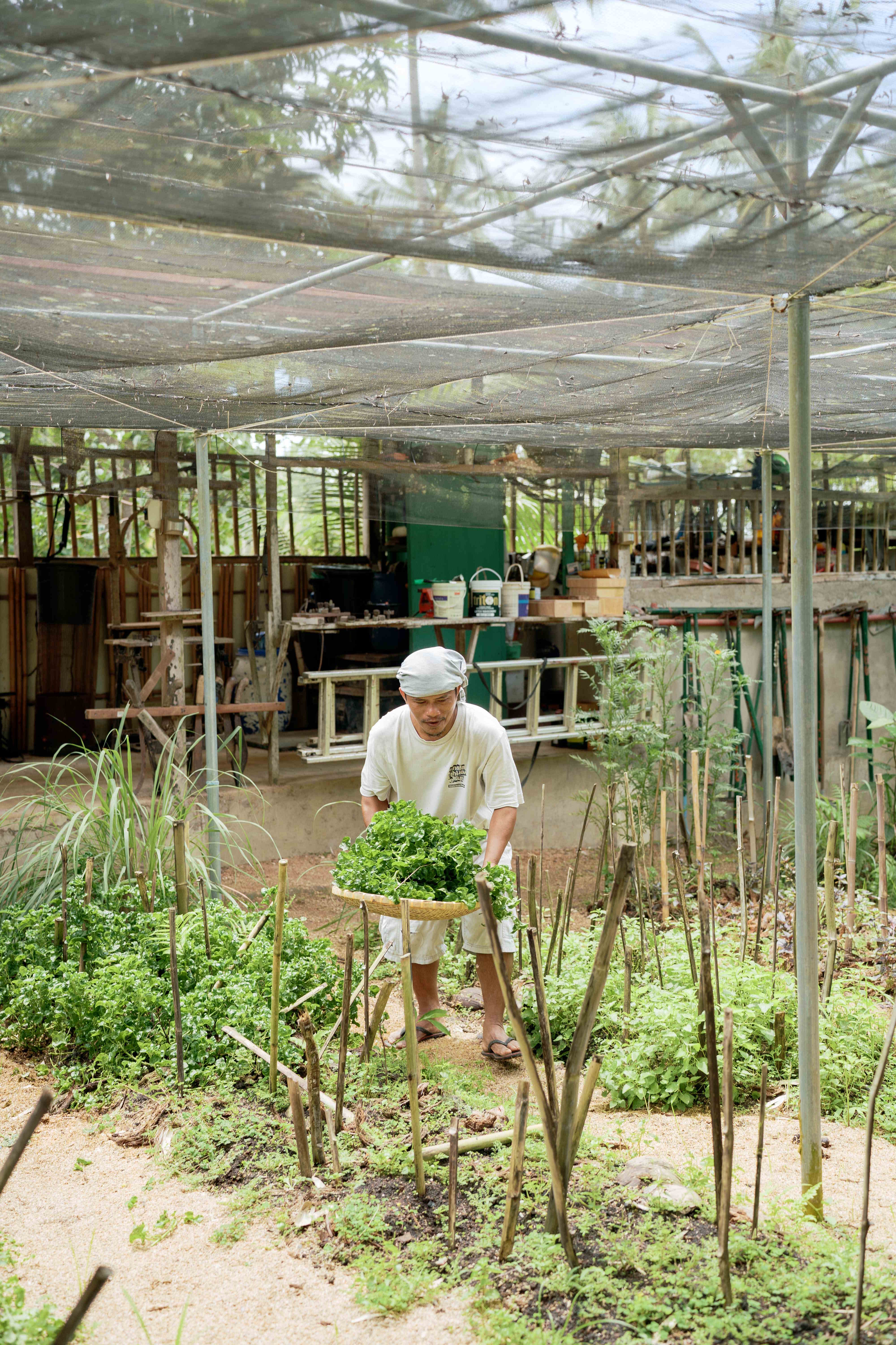 Nursery and Seedling Zone