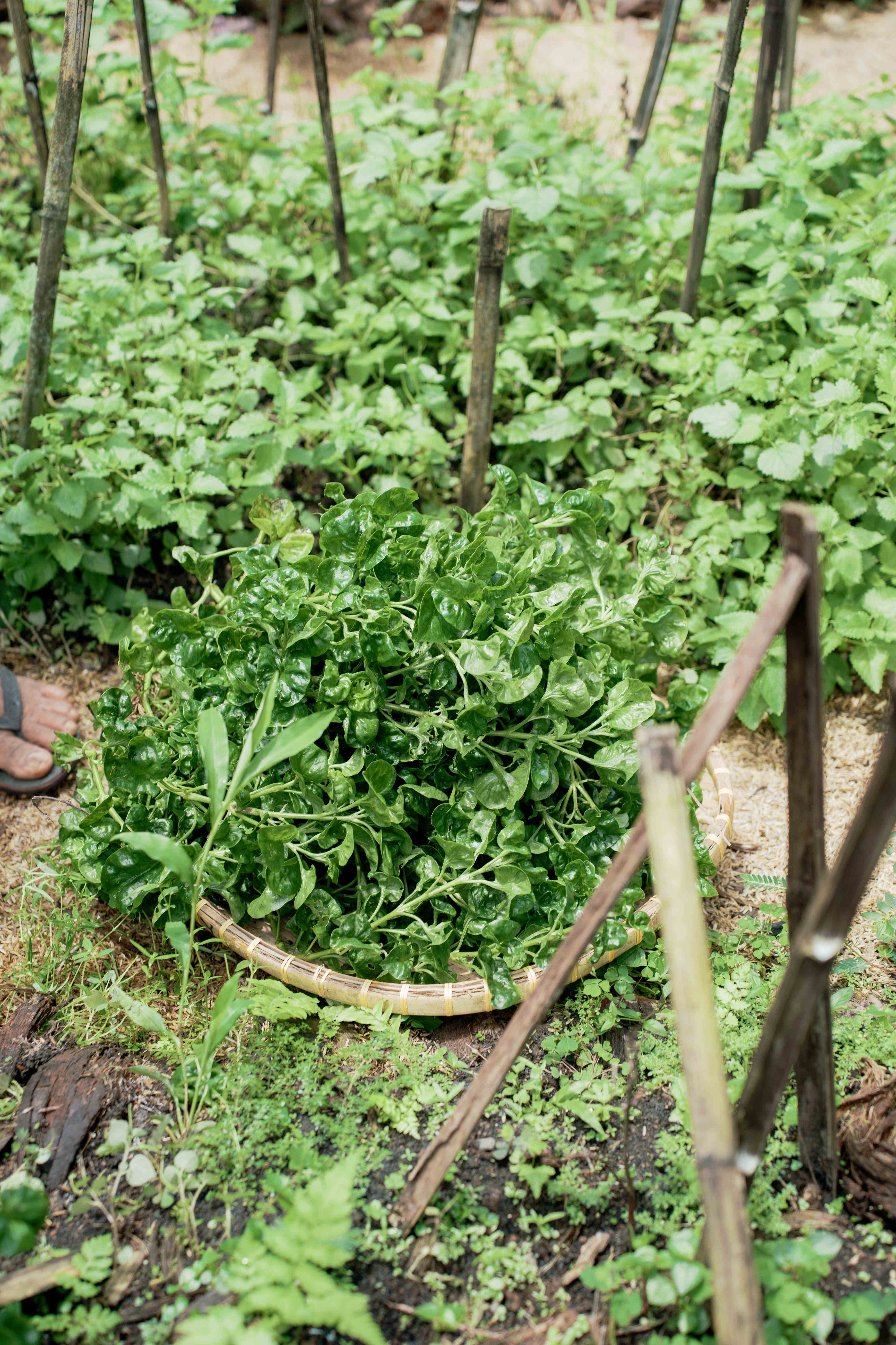 Vegetable Bed Close-Up
