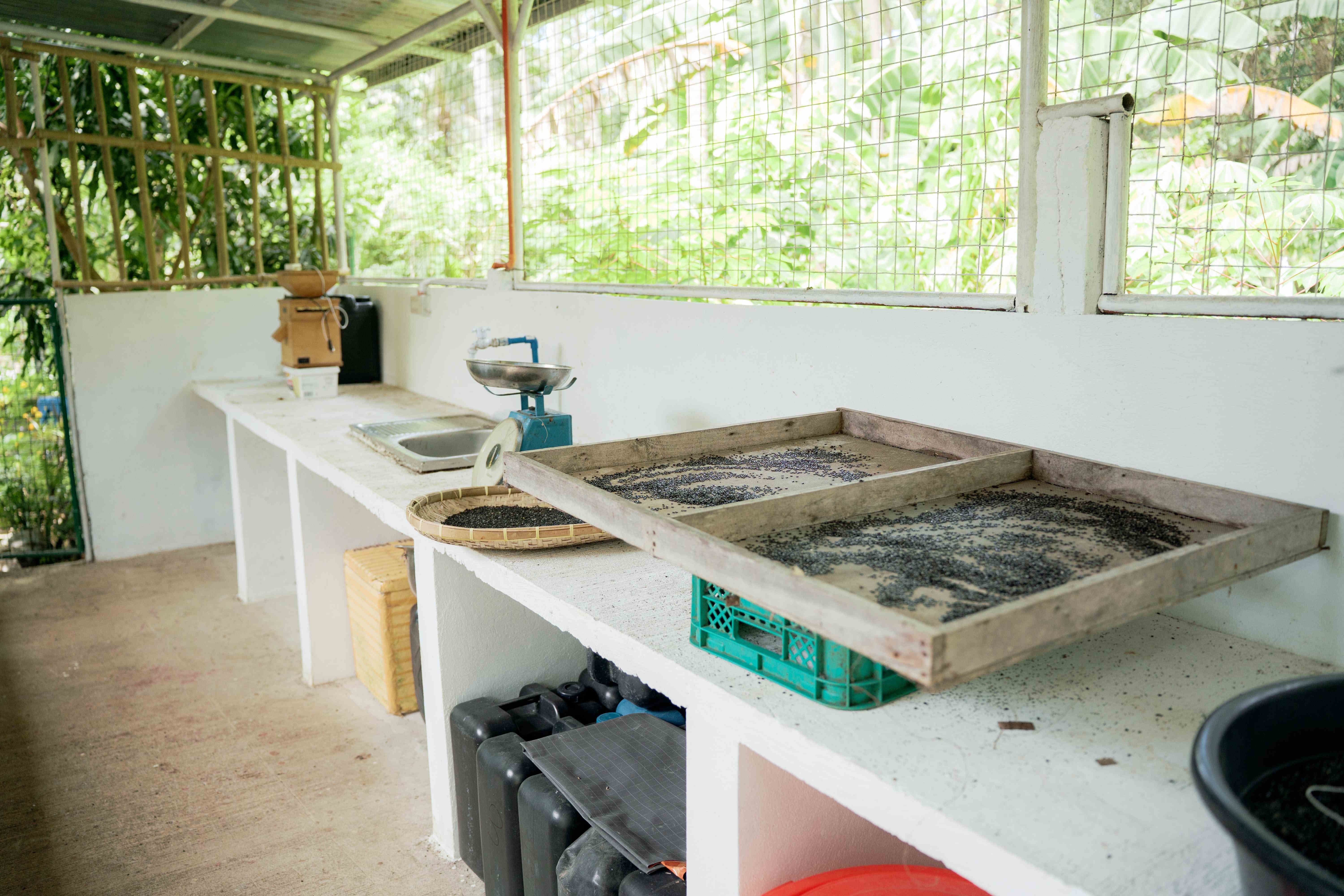 Seedling Trays and Work Bench