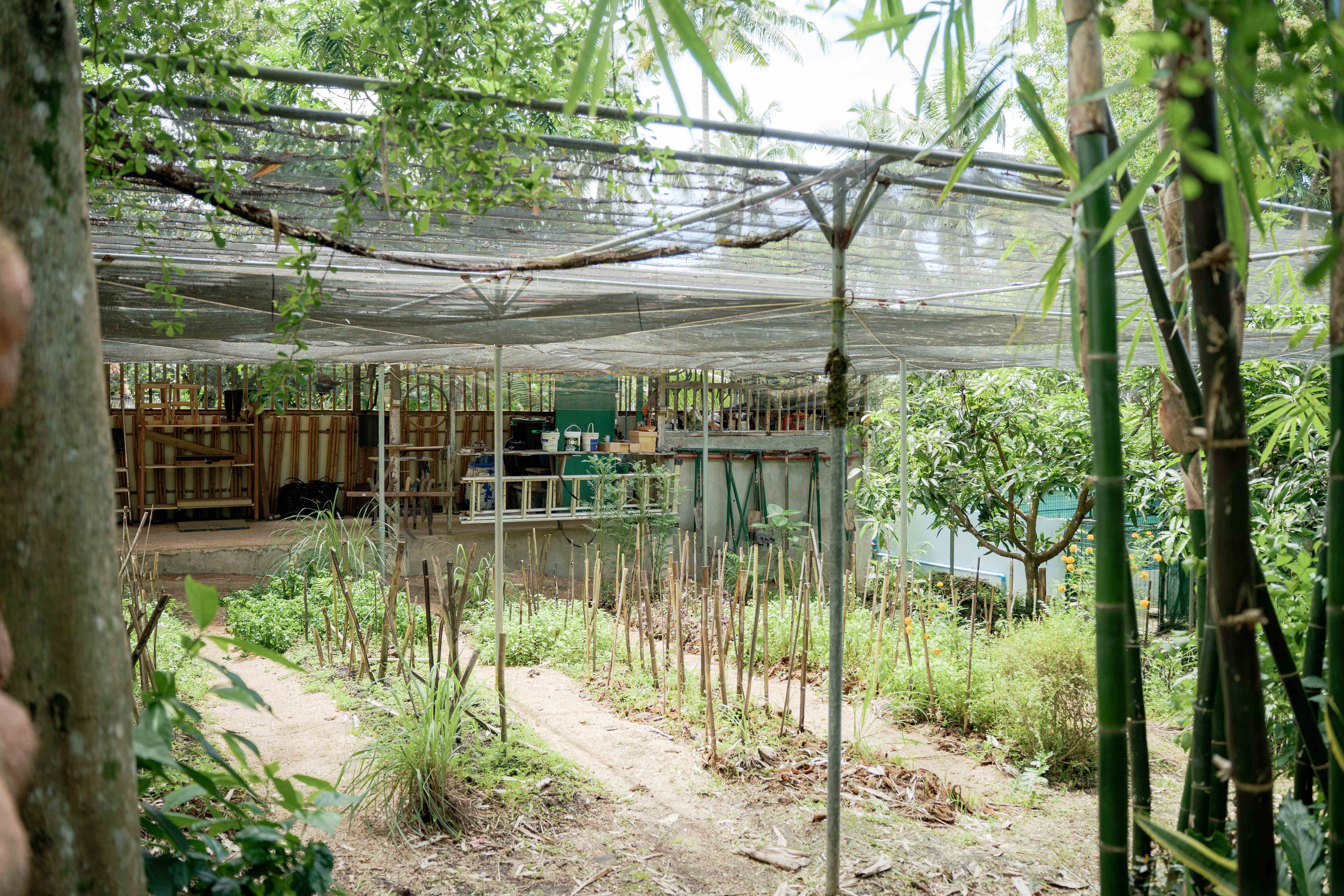 Bamboo Forest Path
