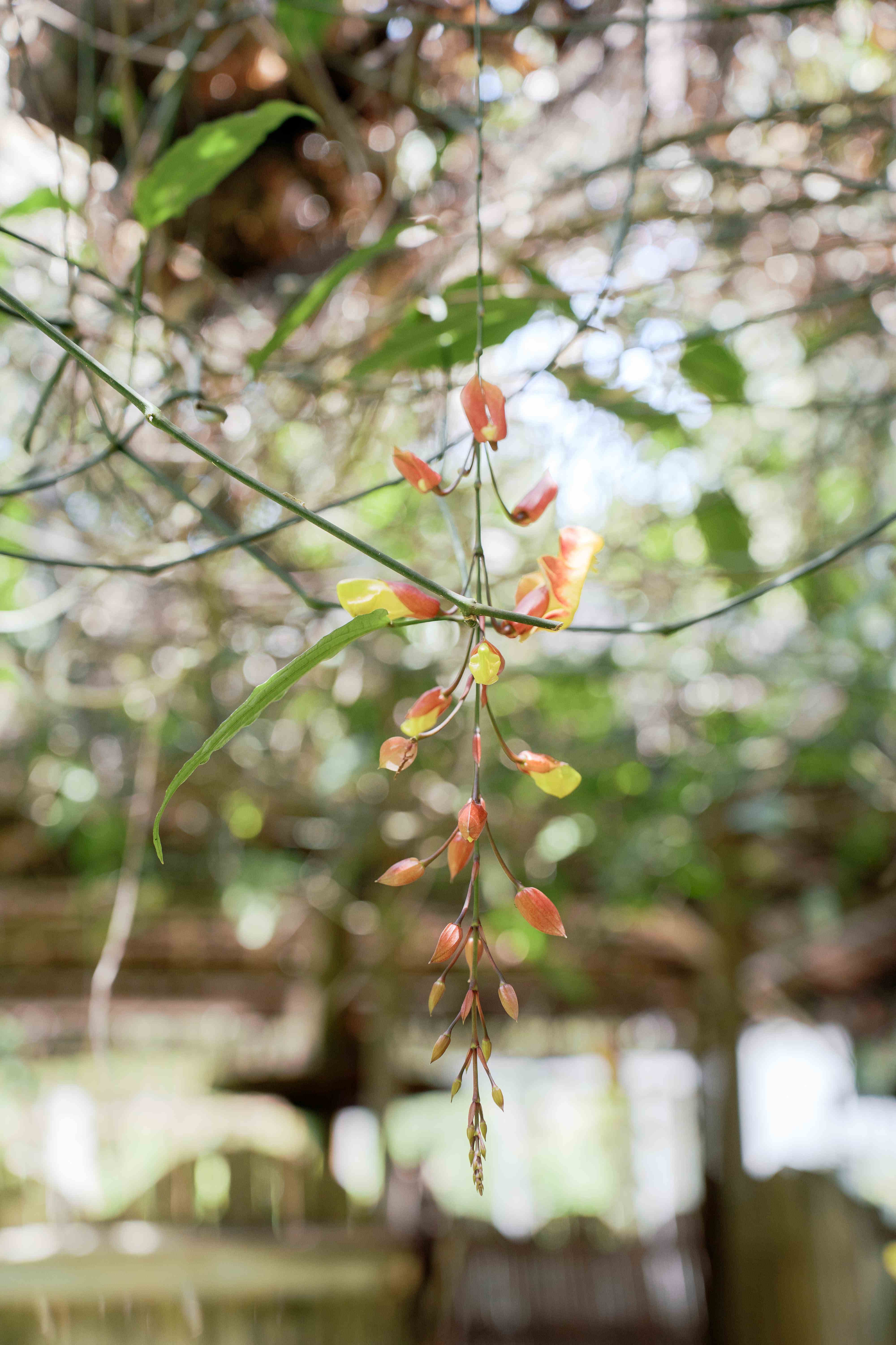 Flowering Tree Close-Up