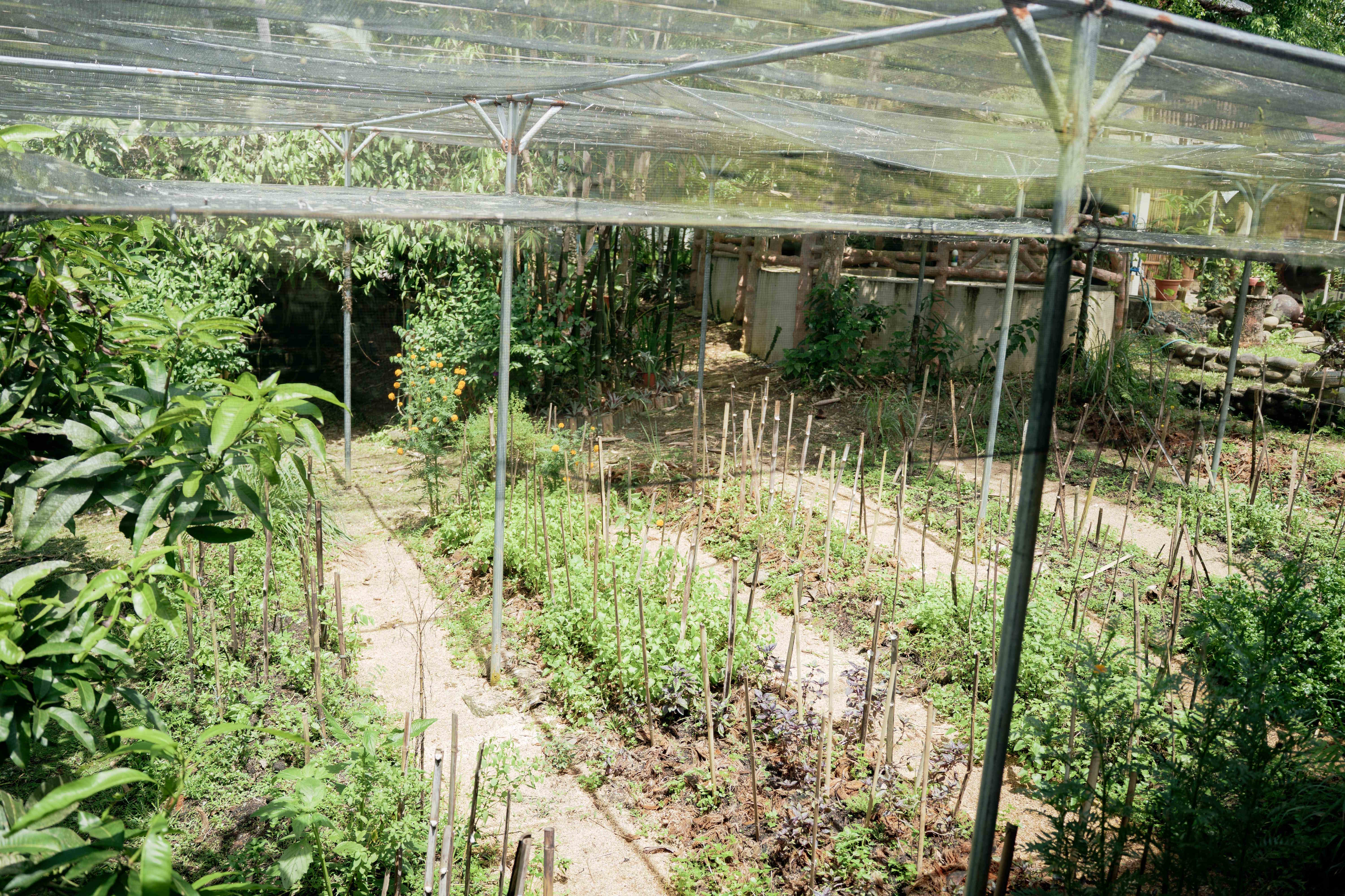 Nursery Rows