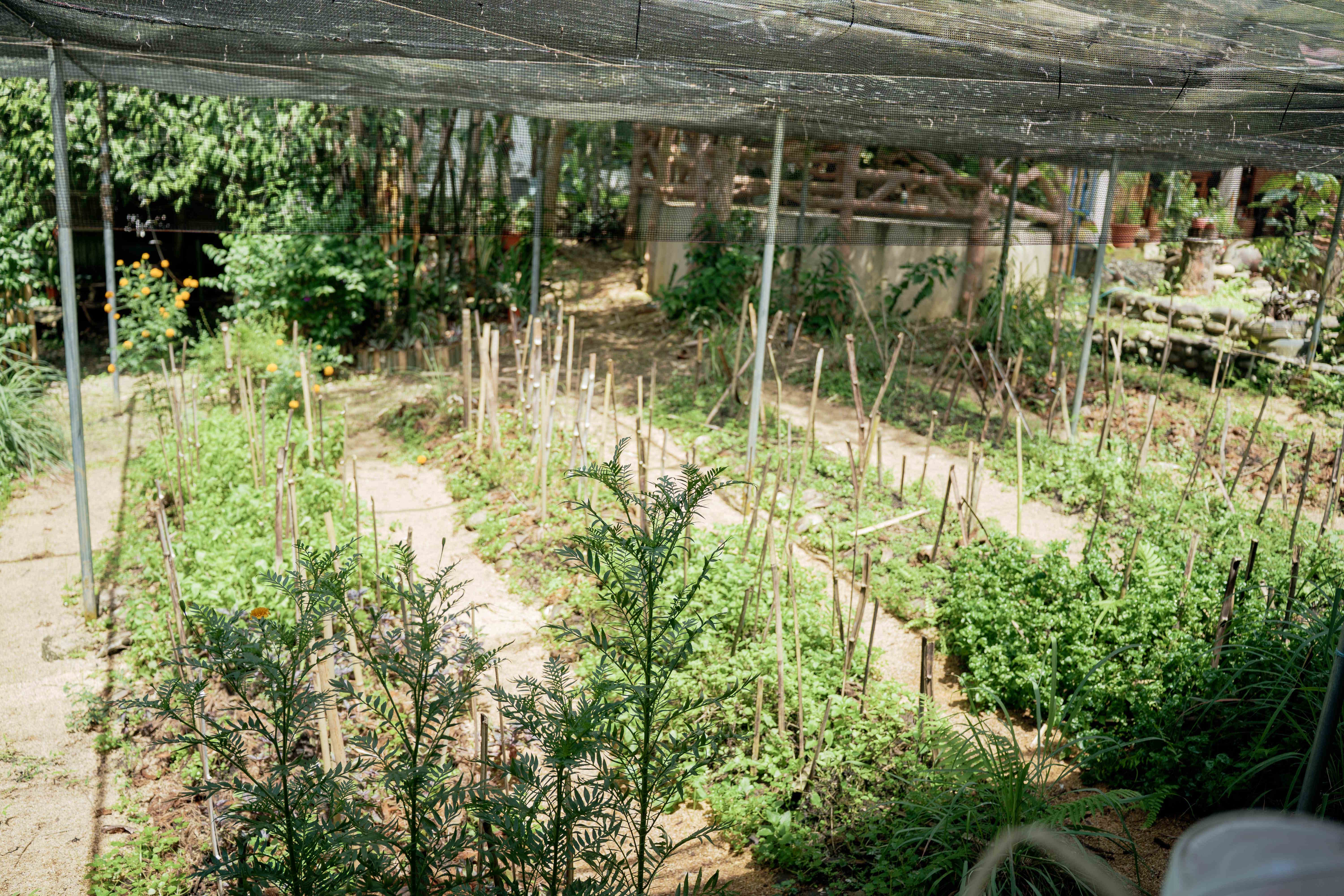 Seedling Beds