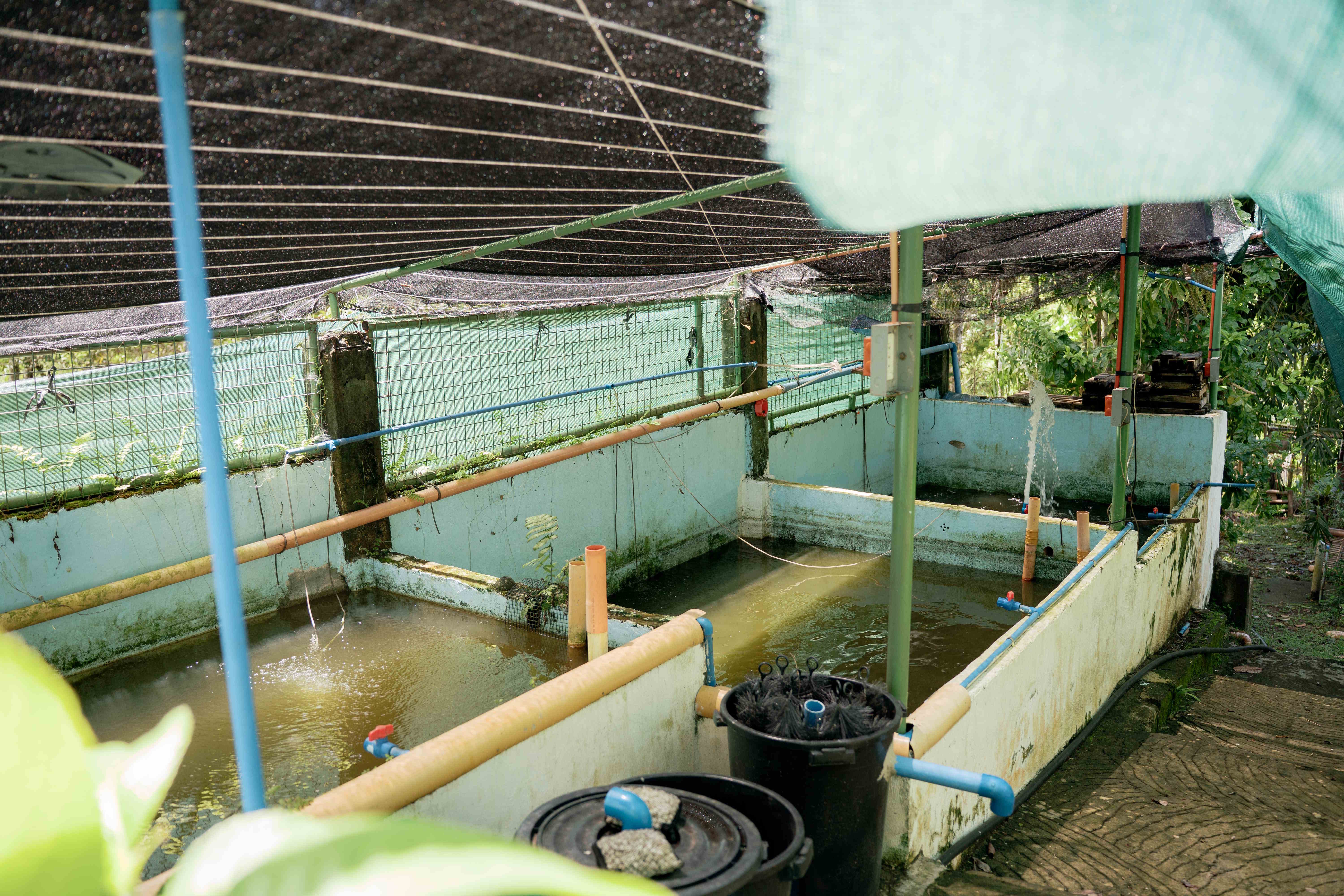 Tilapia Aquaculture Tank