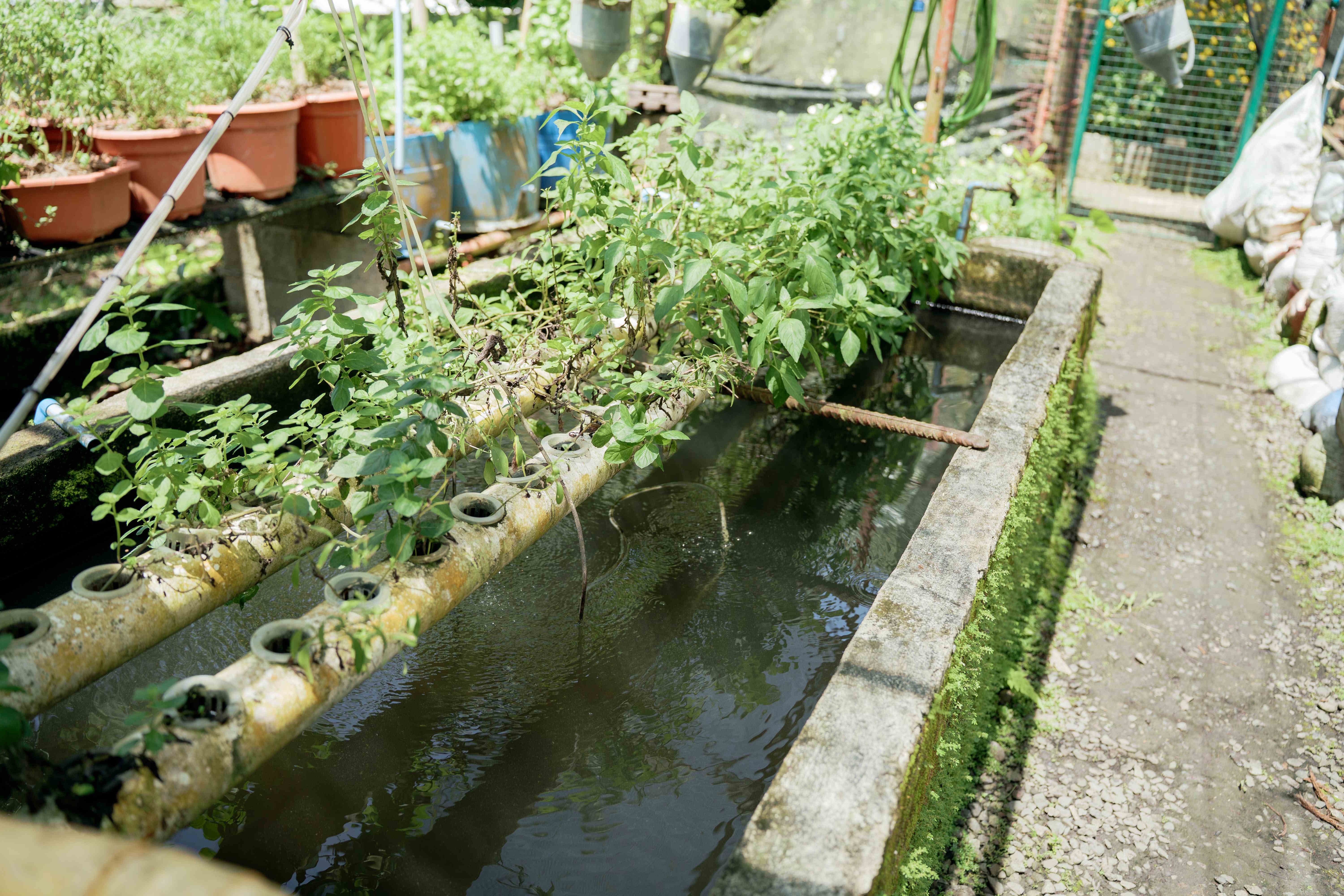 Hydroponic Grow Beds