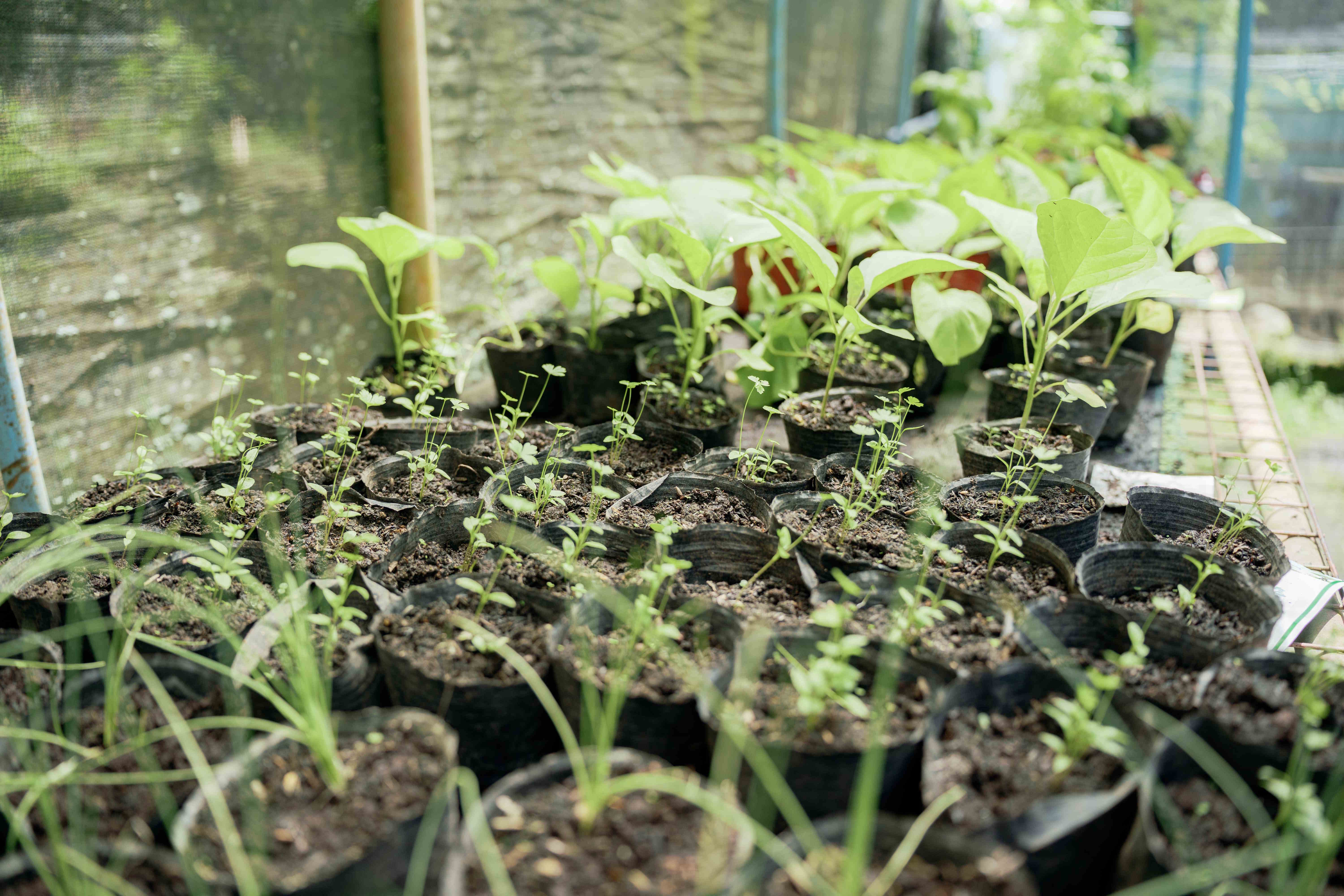 Seedling Trays Close-Up