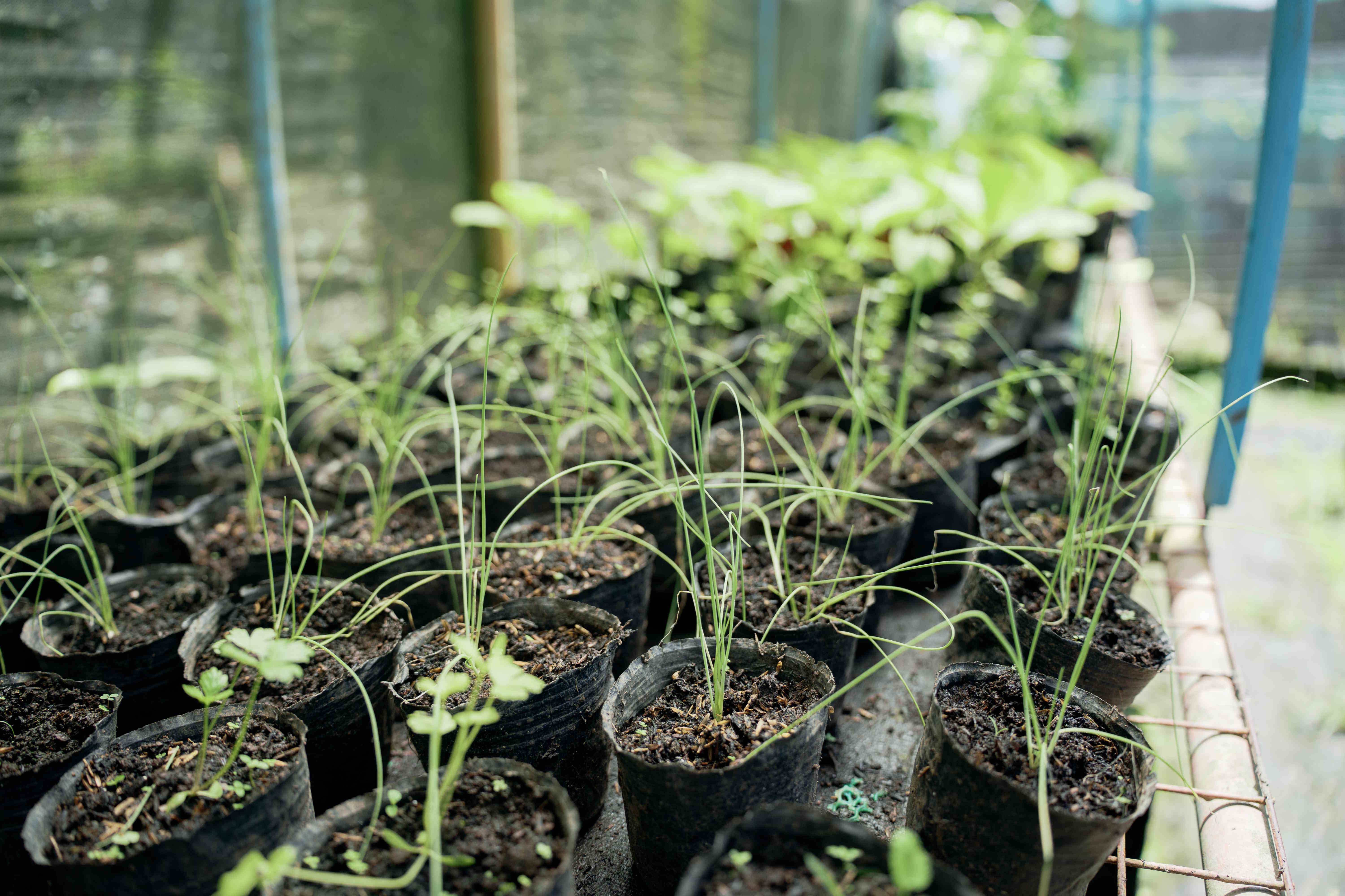 Early Growth Stage Seedlings