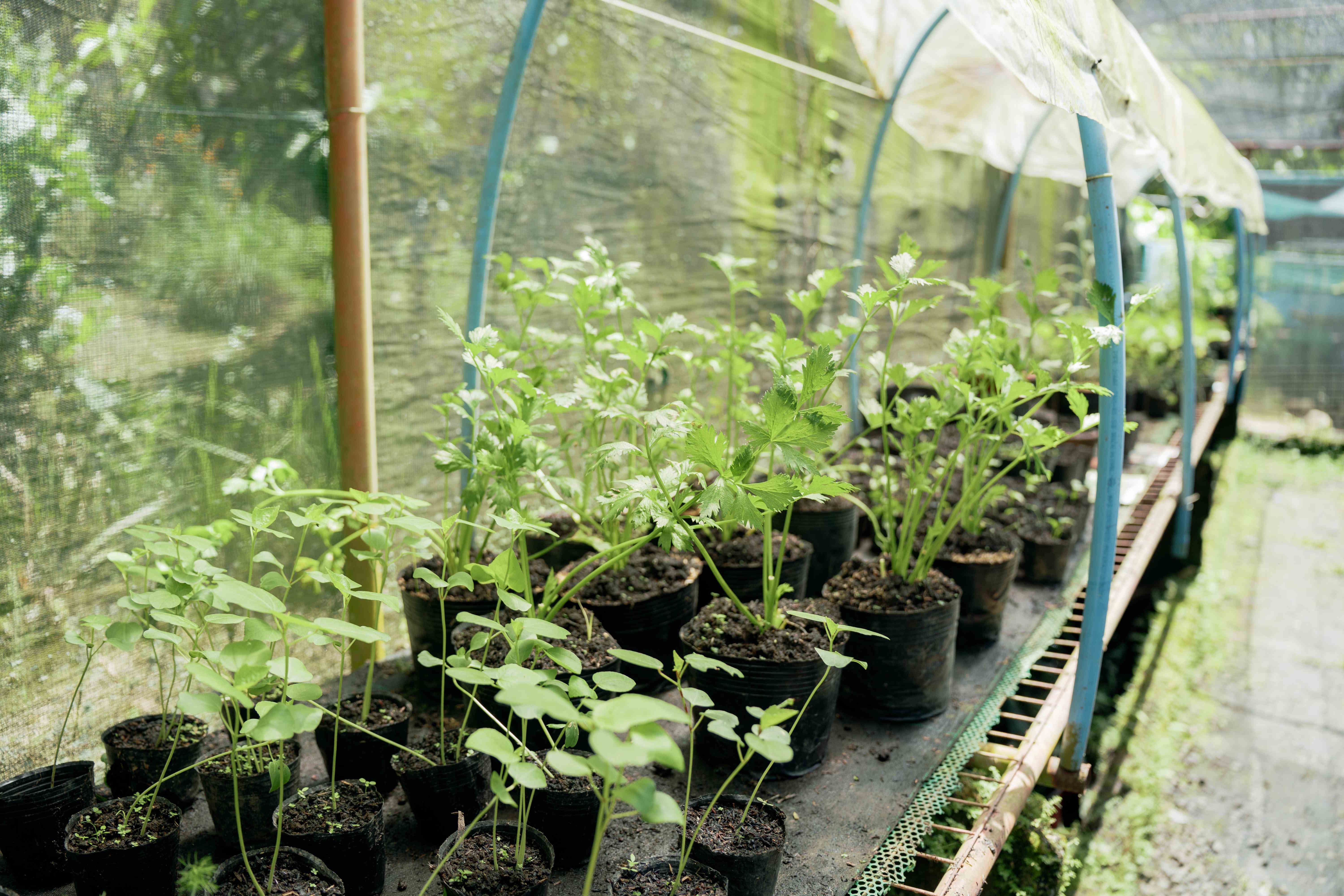 Nursery Seedling Tunnel