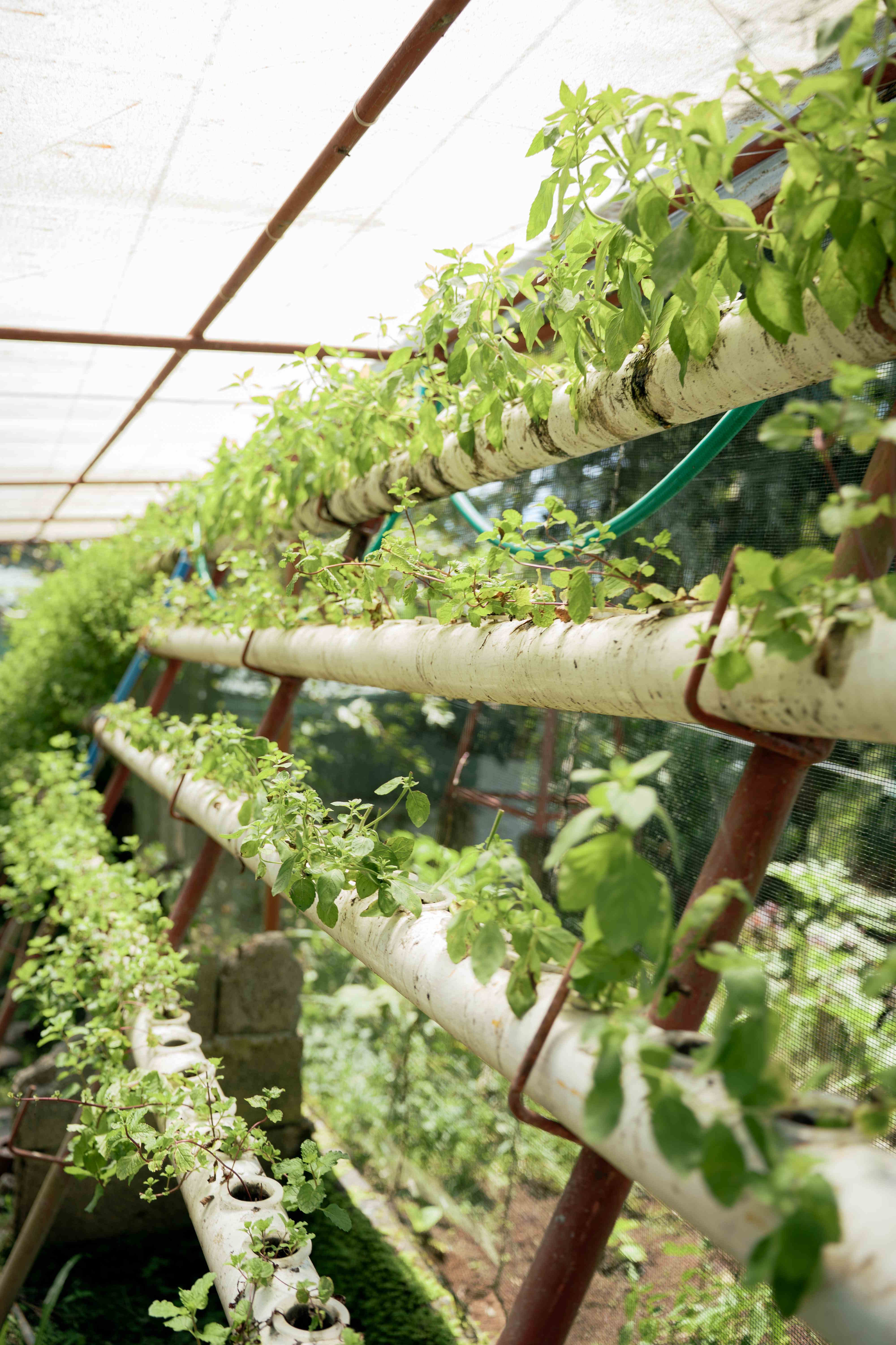 Vertical Hydroponic Pipes