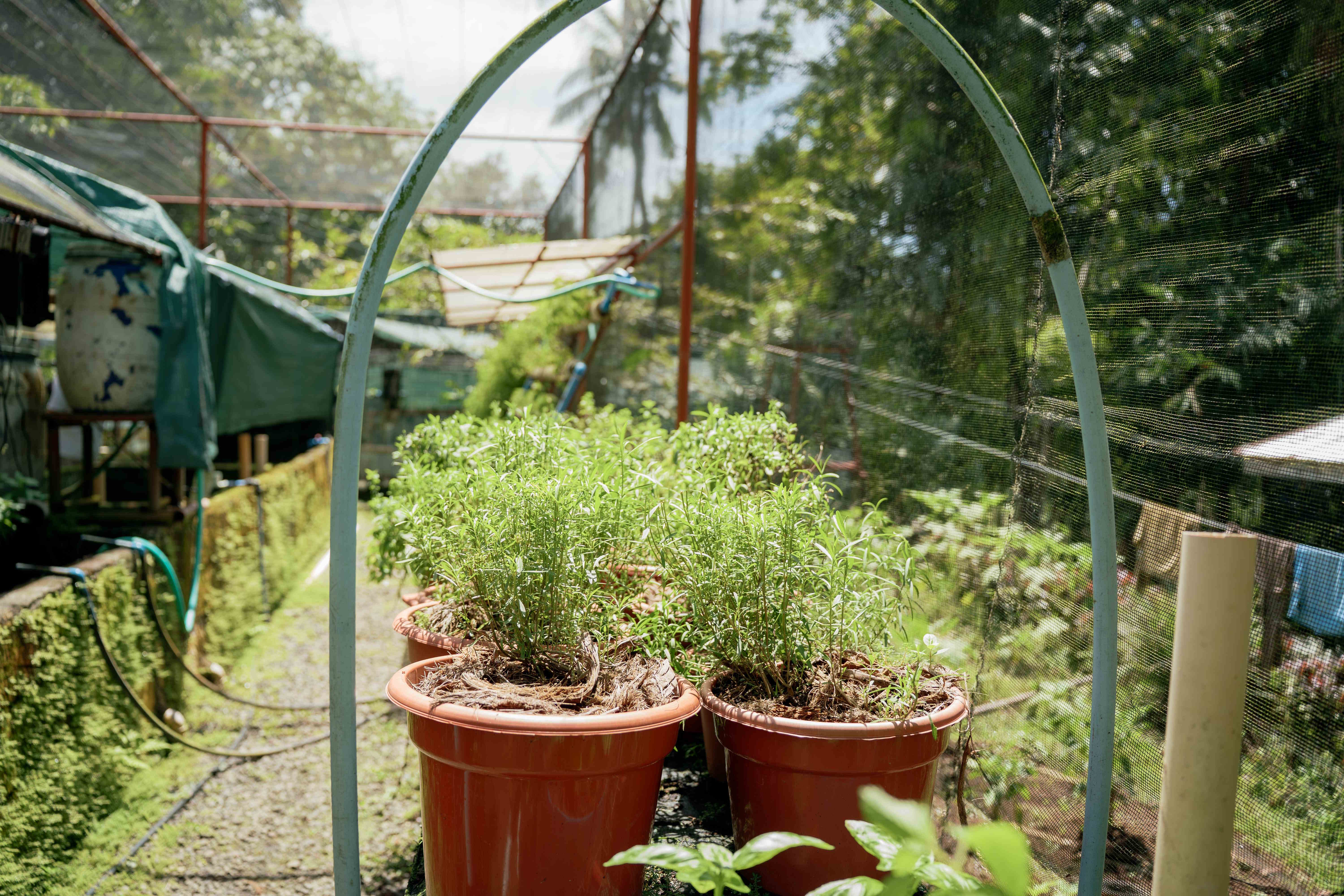 Container Gardening Area