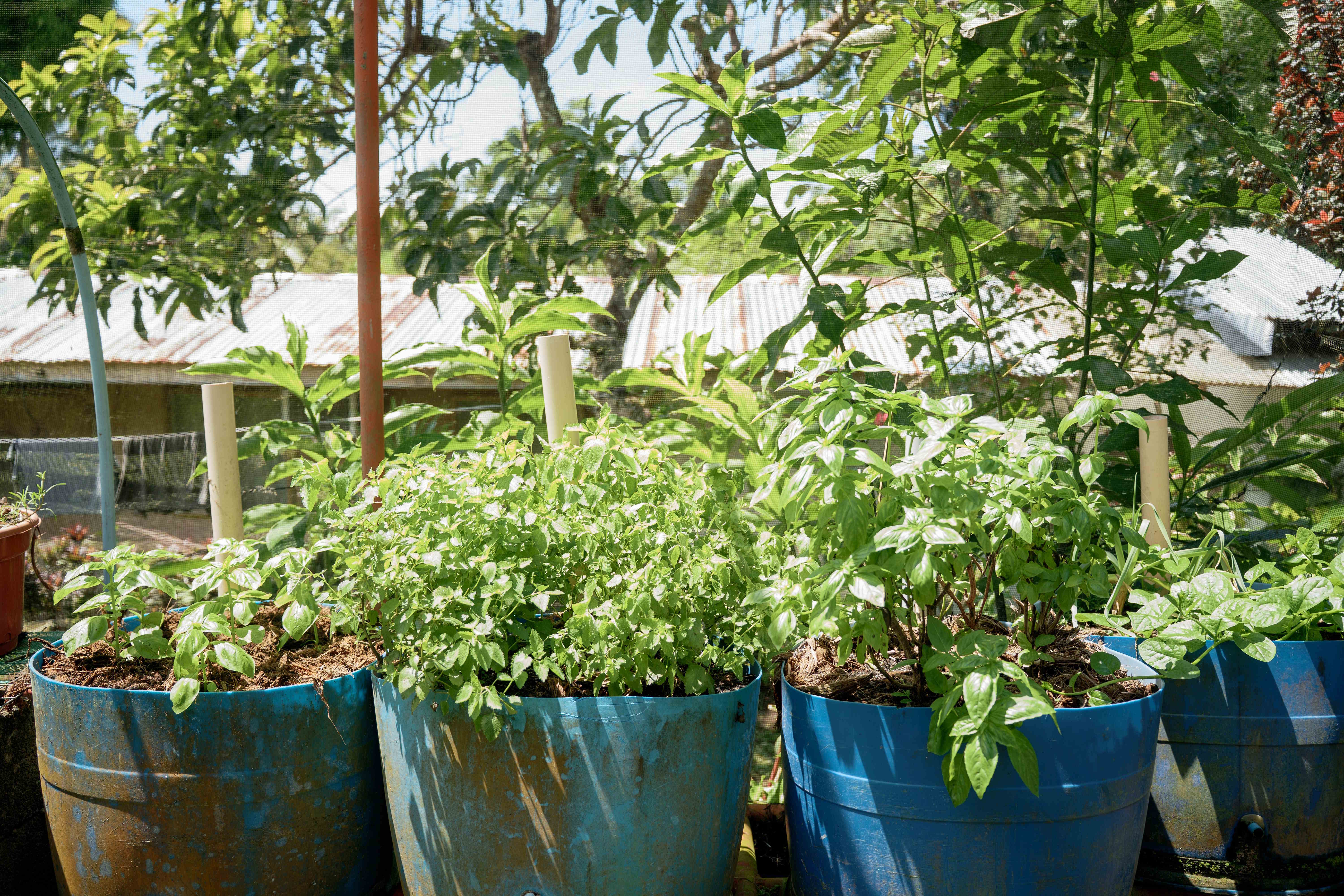 Dense Container Plants