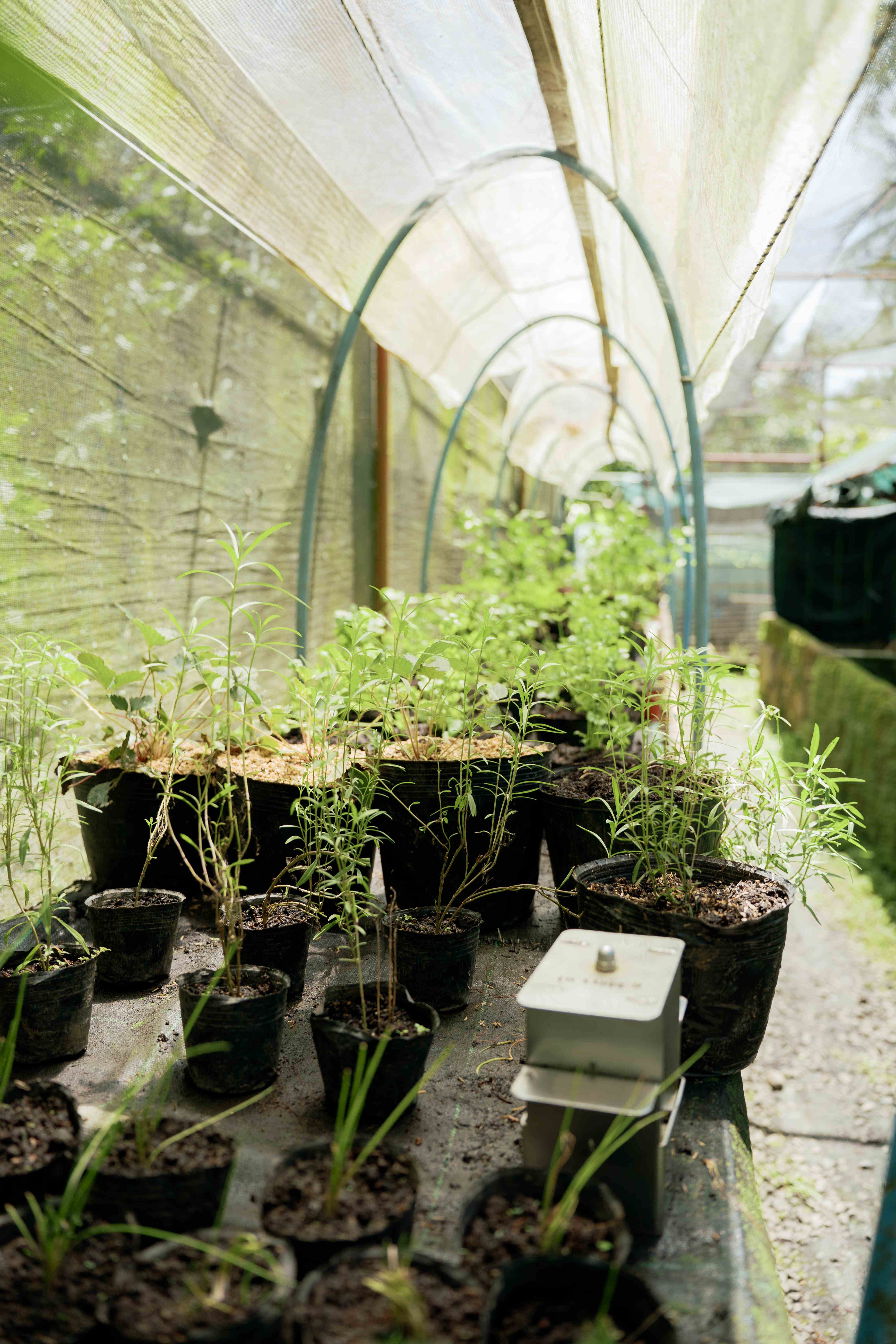 Seedling Greenhouse End View
