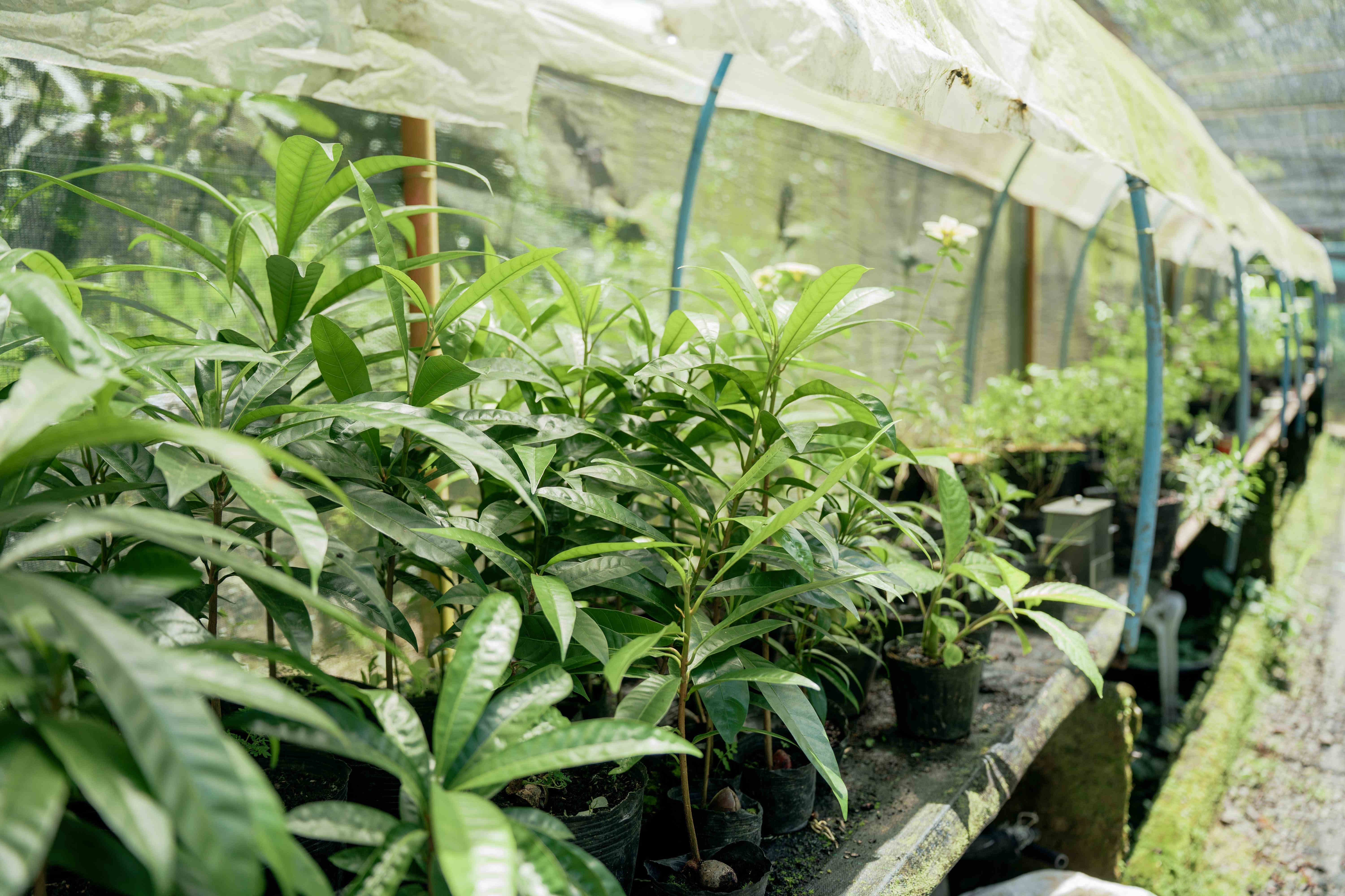 Seedling Tunnel Close View