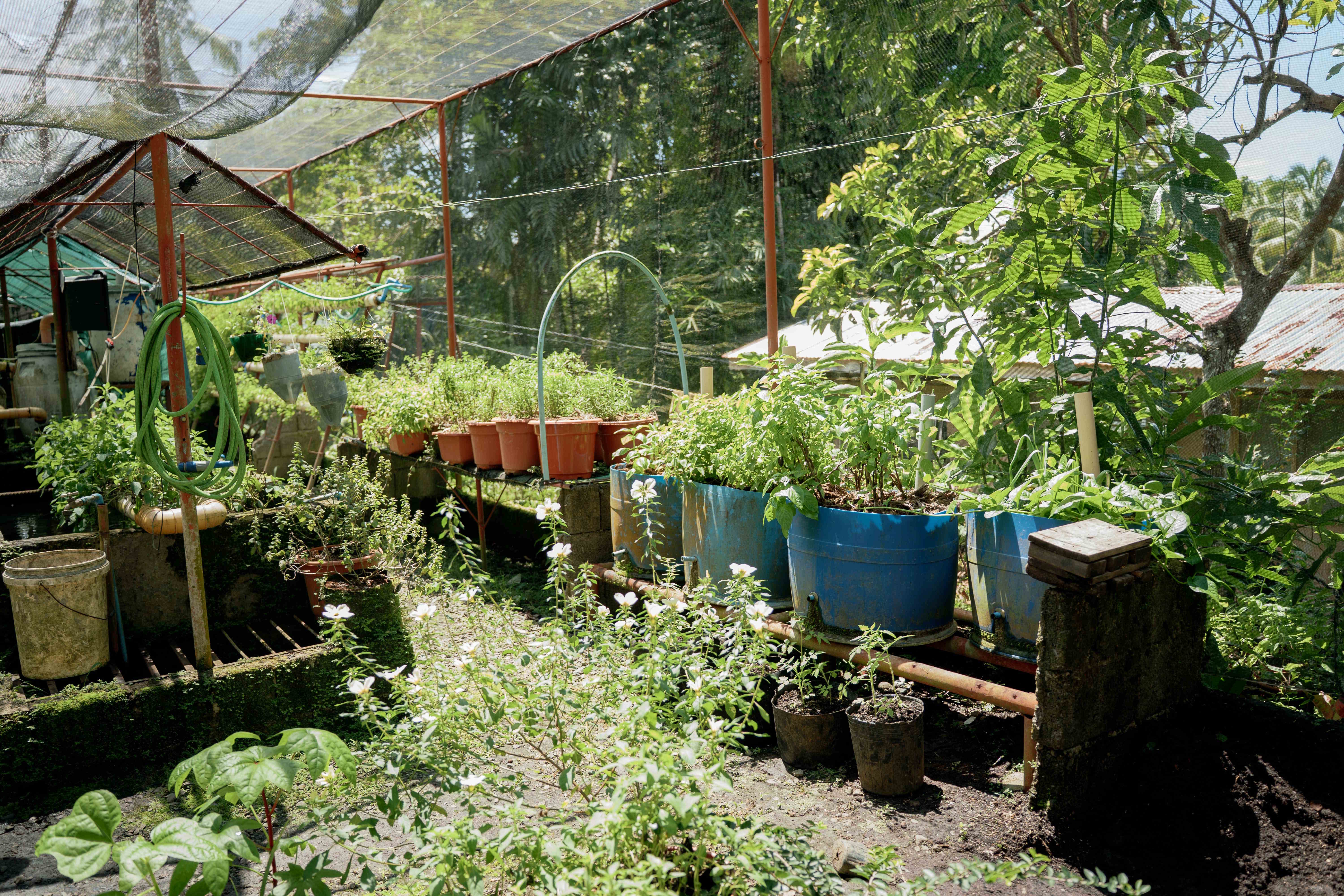Mixed Plant Nursery