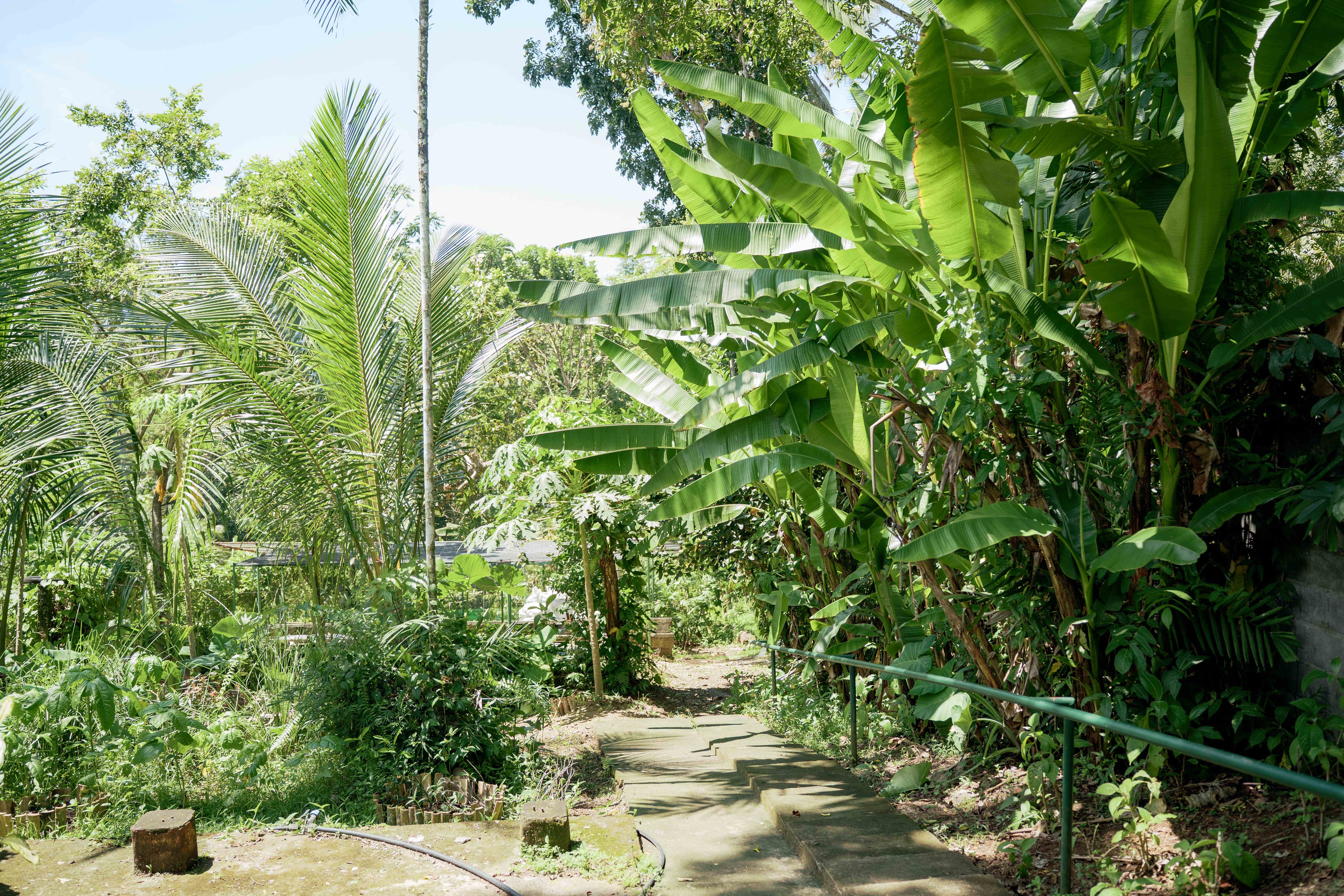 Garden Path with Banana Trees