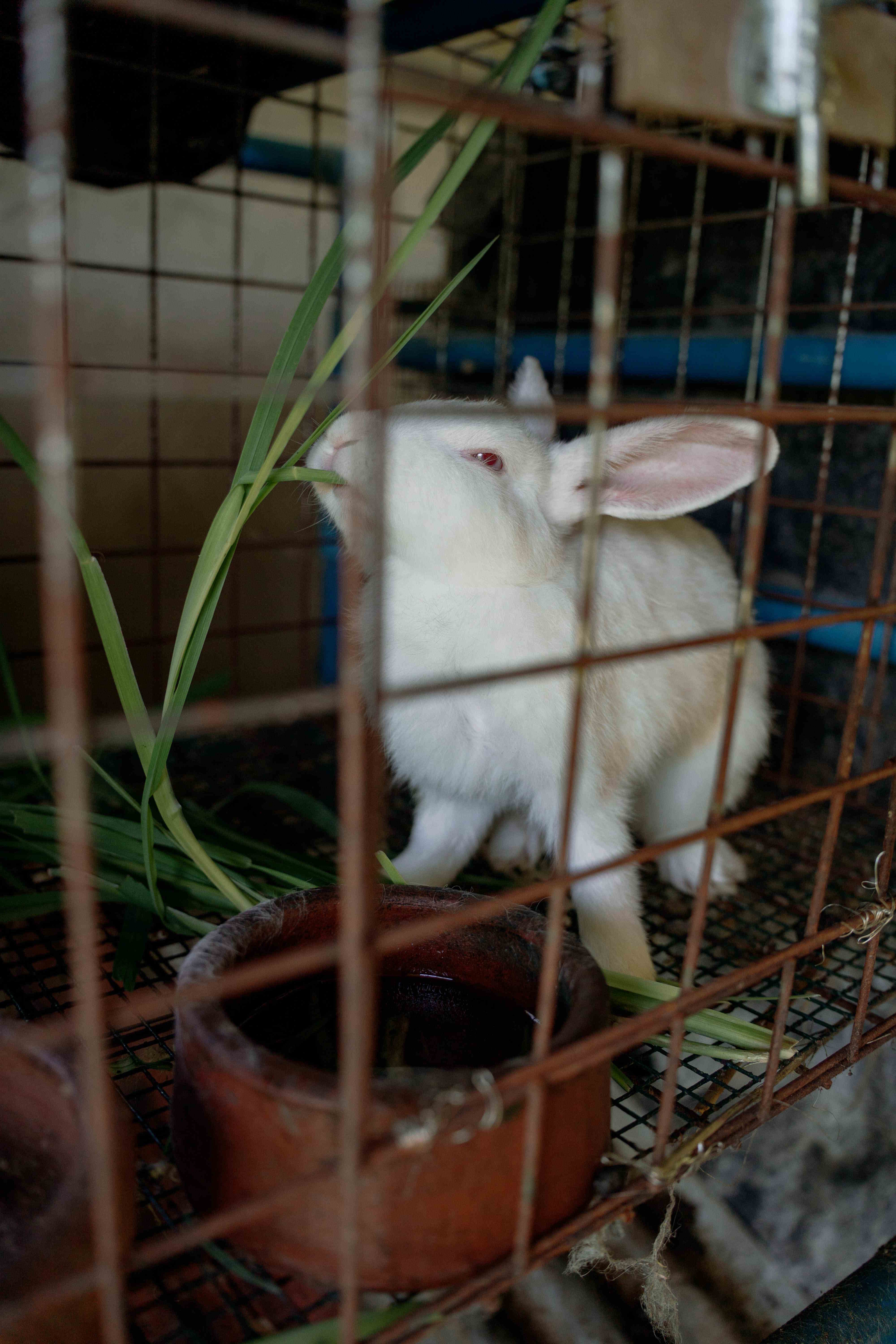 Rabbit Close-Up