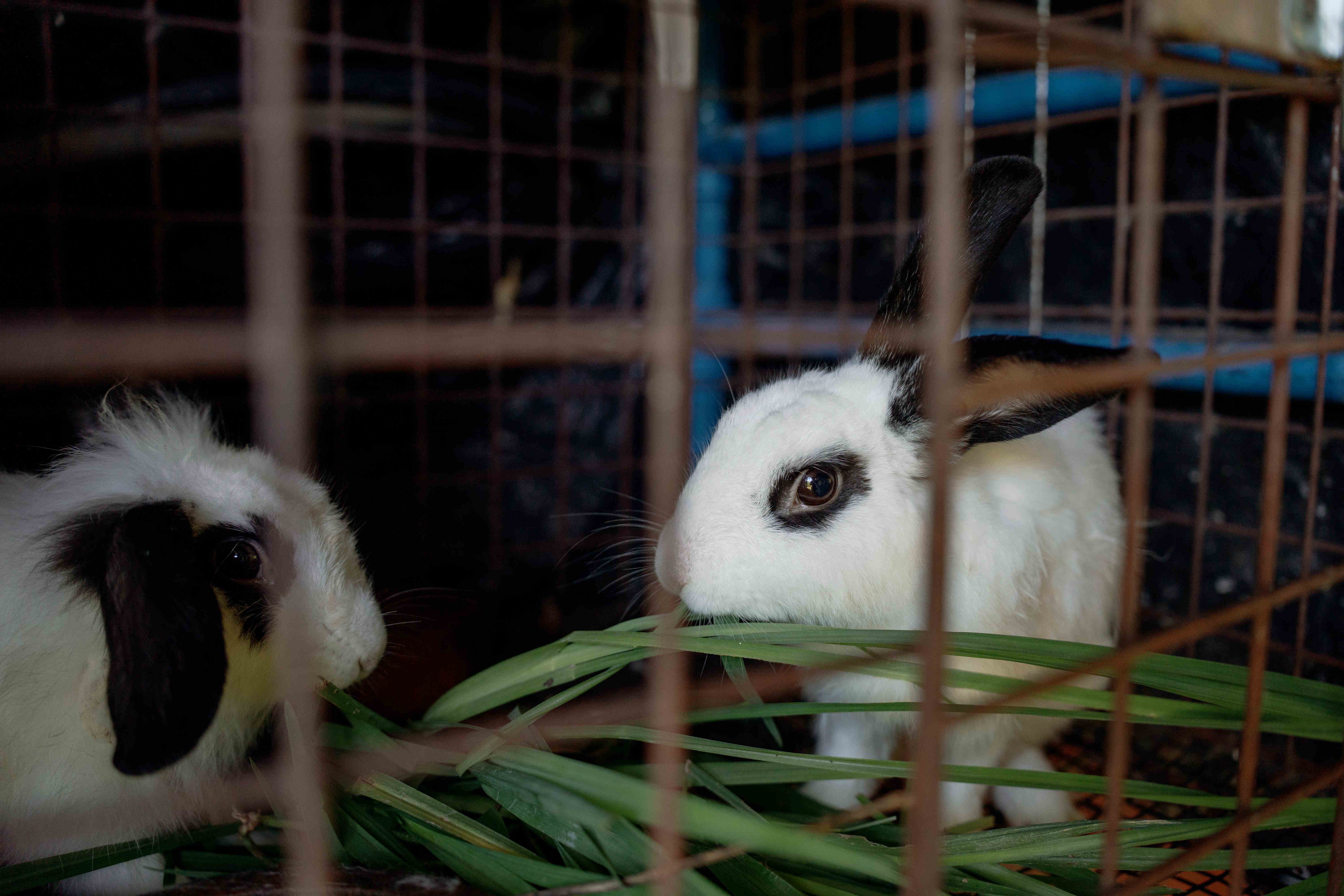 Rabbits Feeding