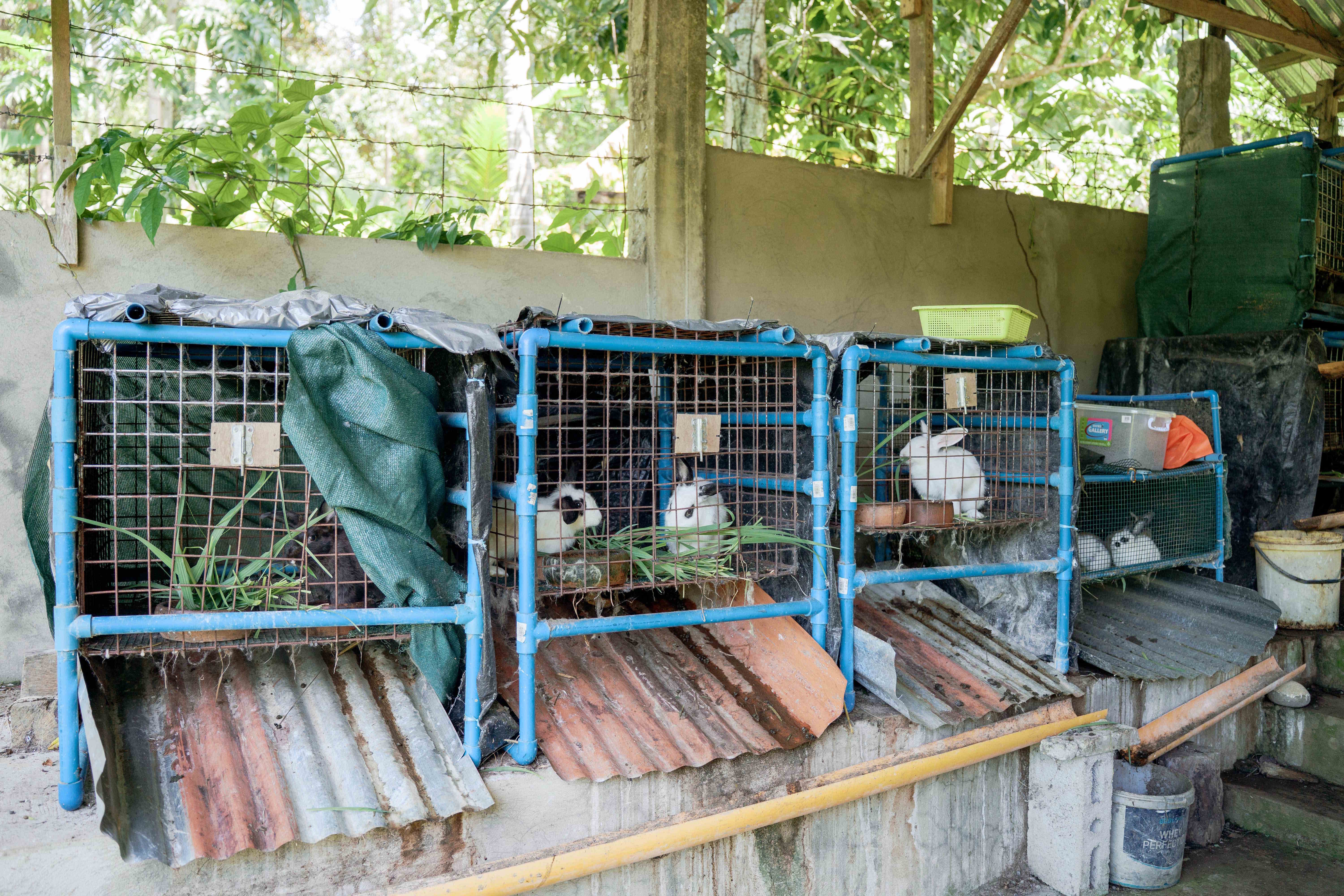 Rabbit Cage Row