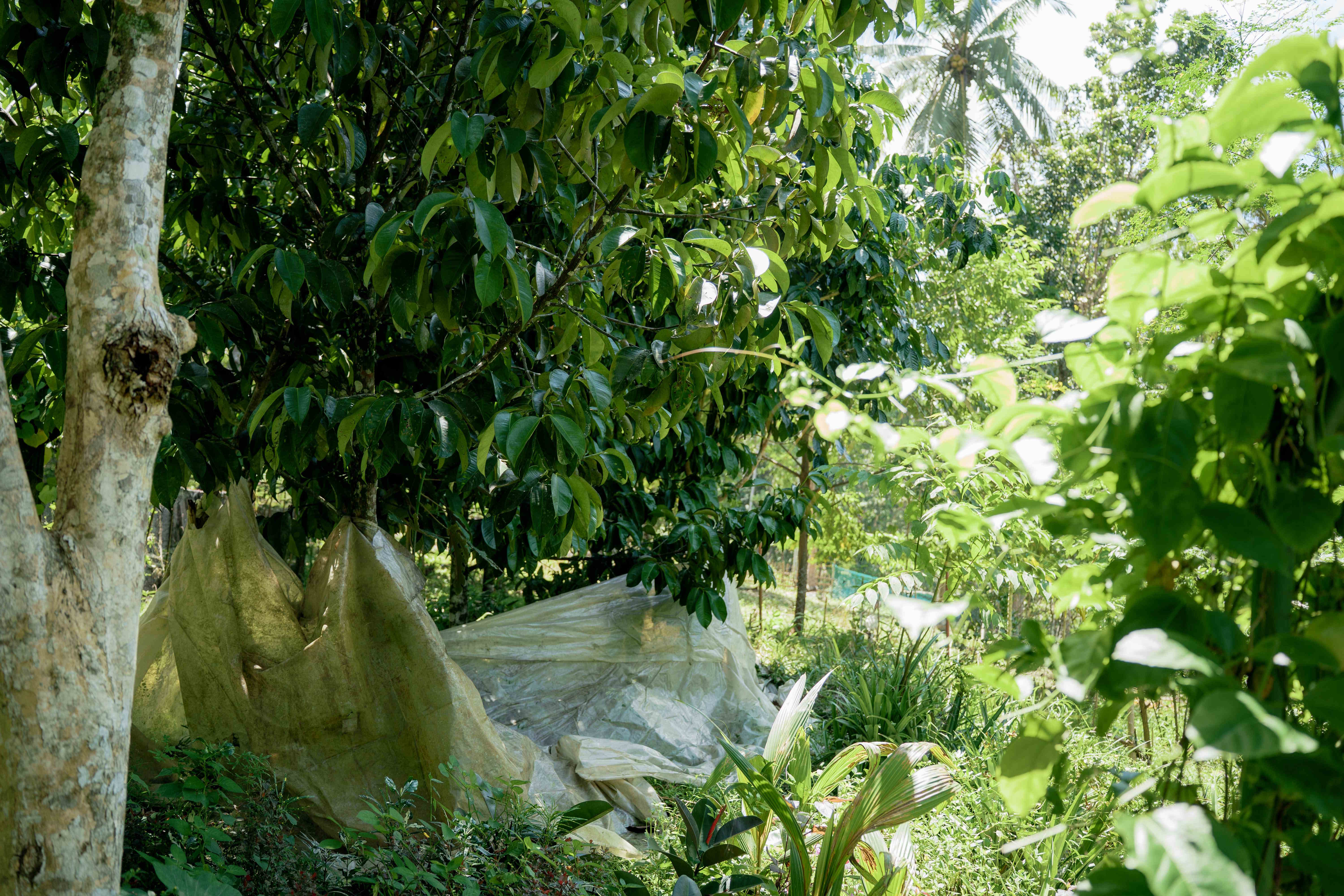 Shaded Garden Path