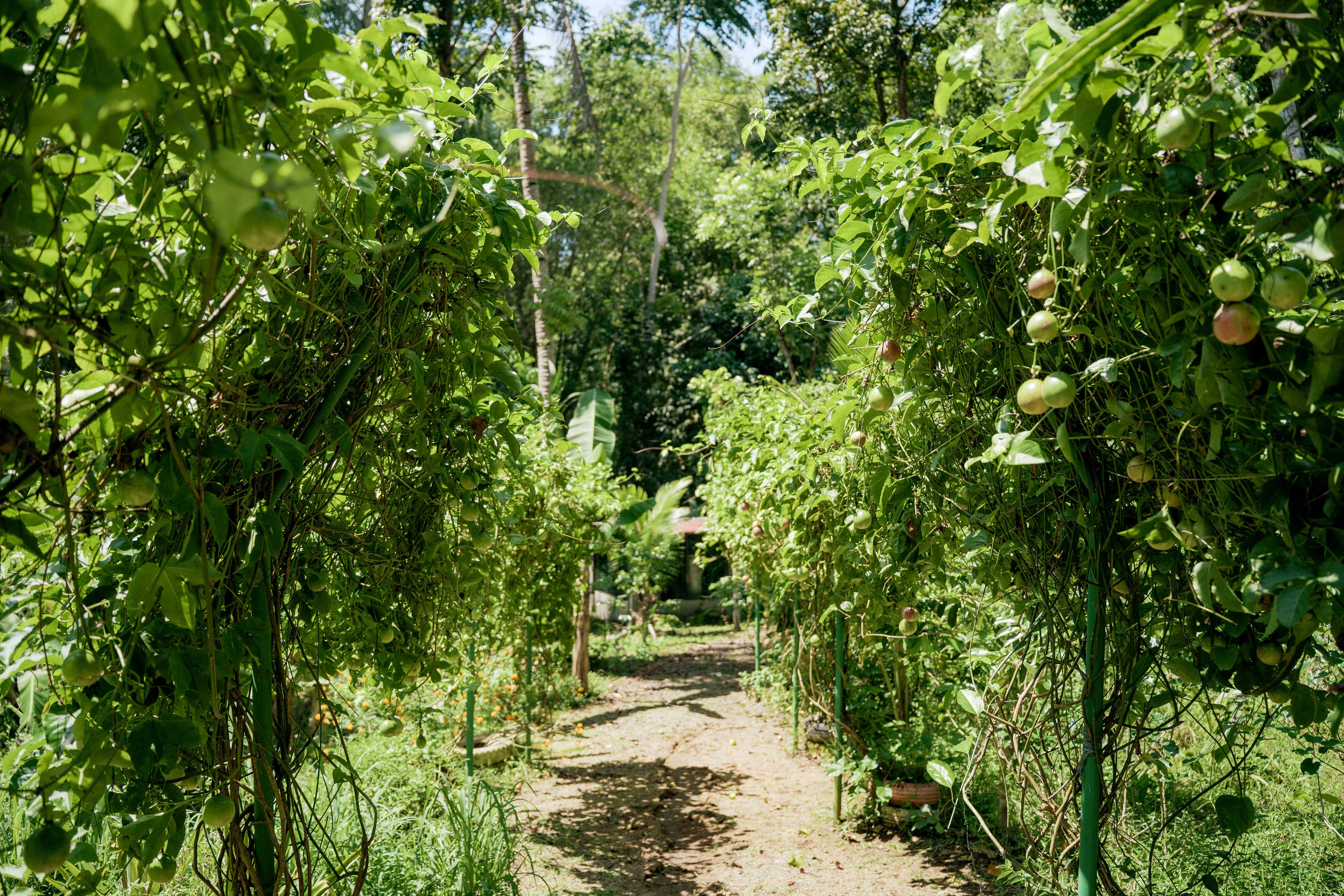 Trellis Walkway