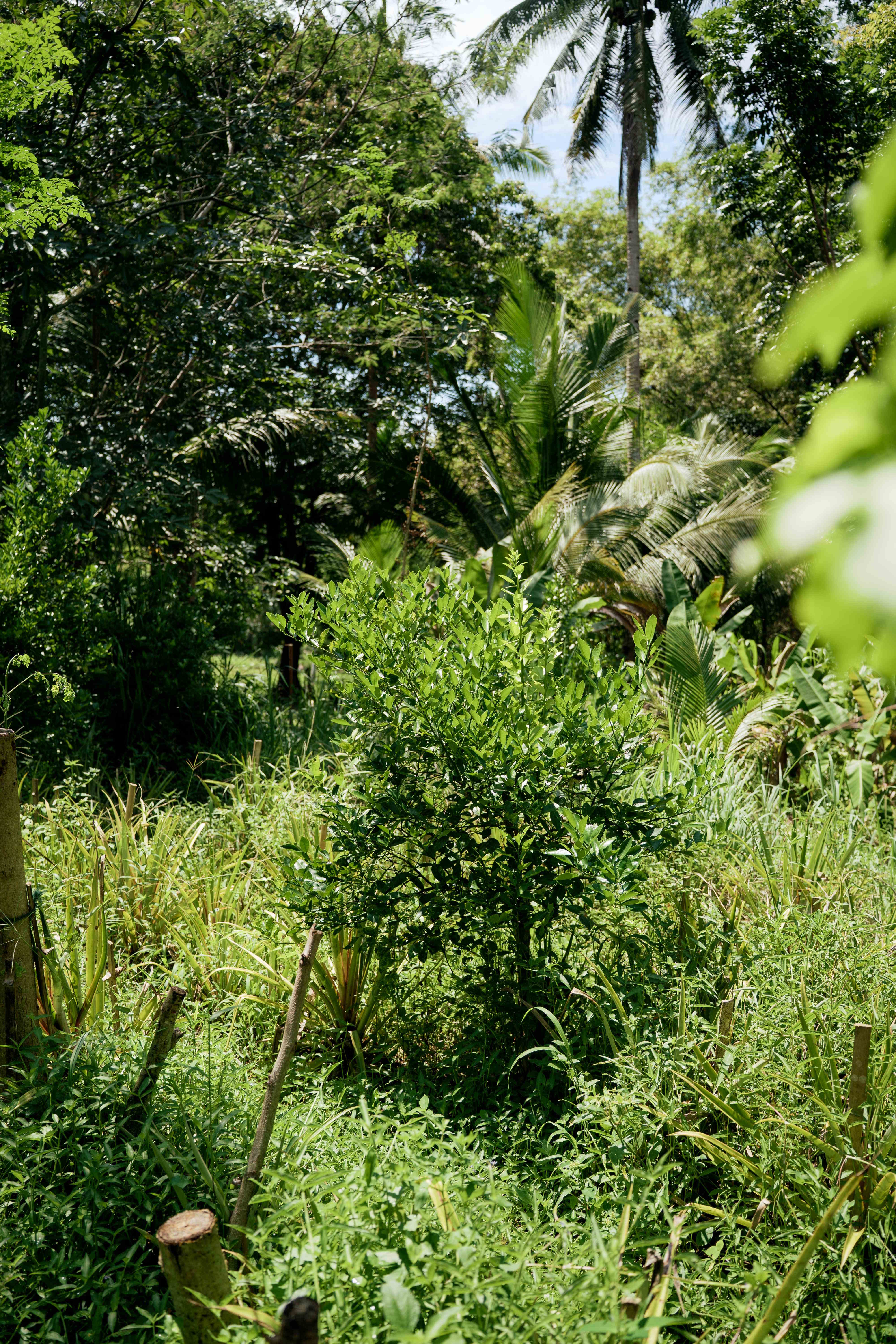 Natural Growth Area