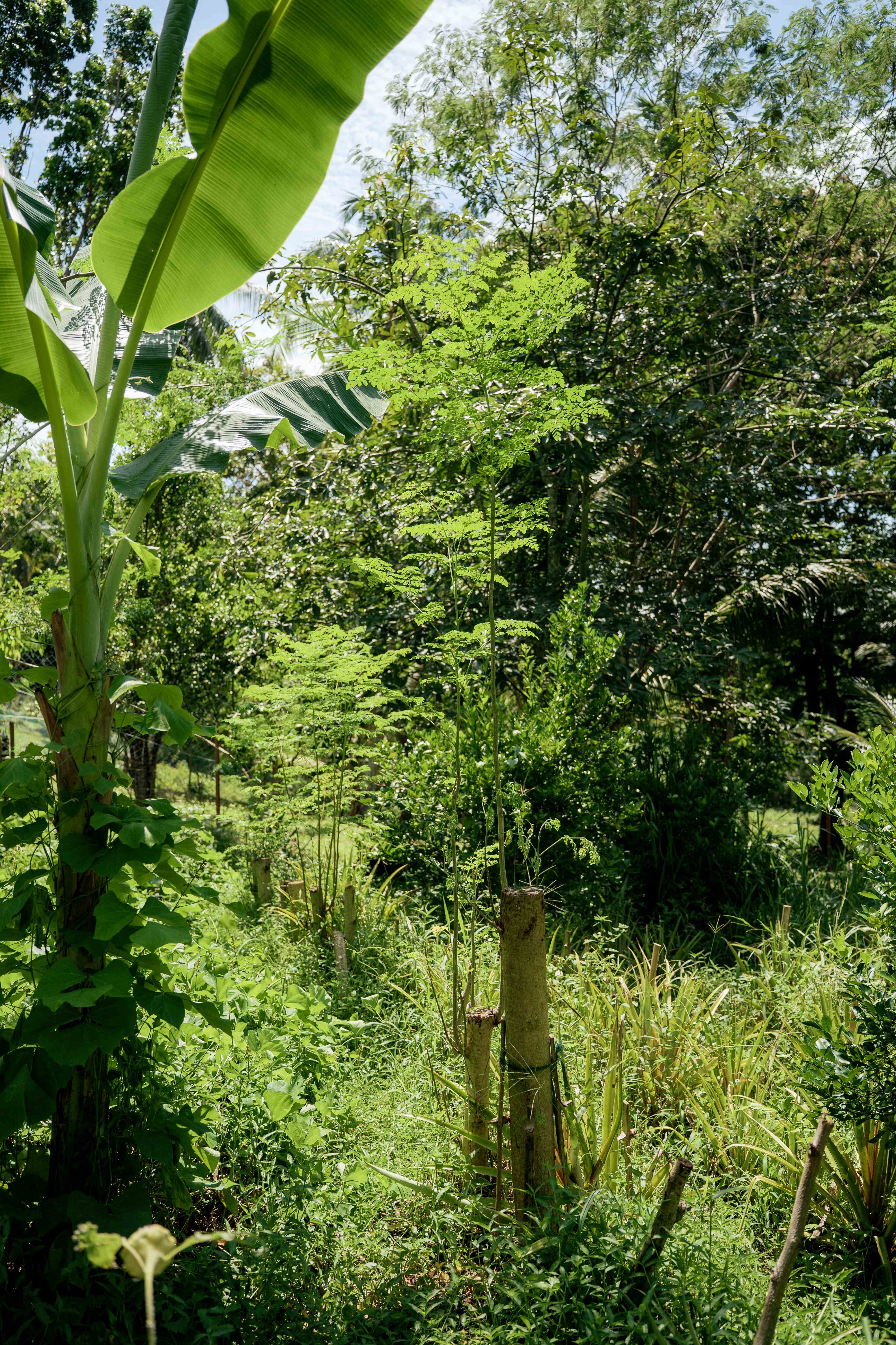 Young Reforestation Area