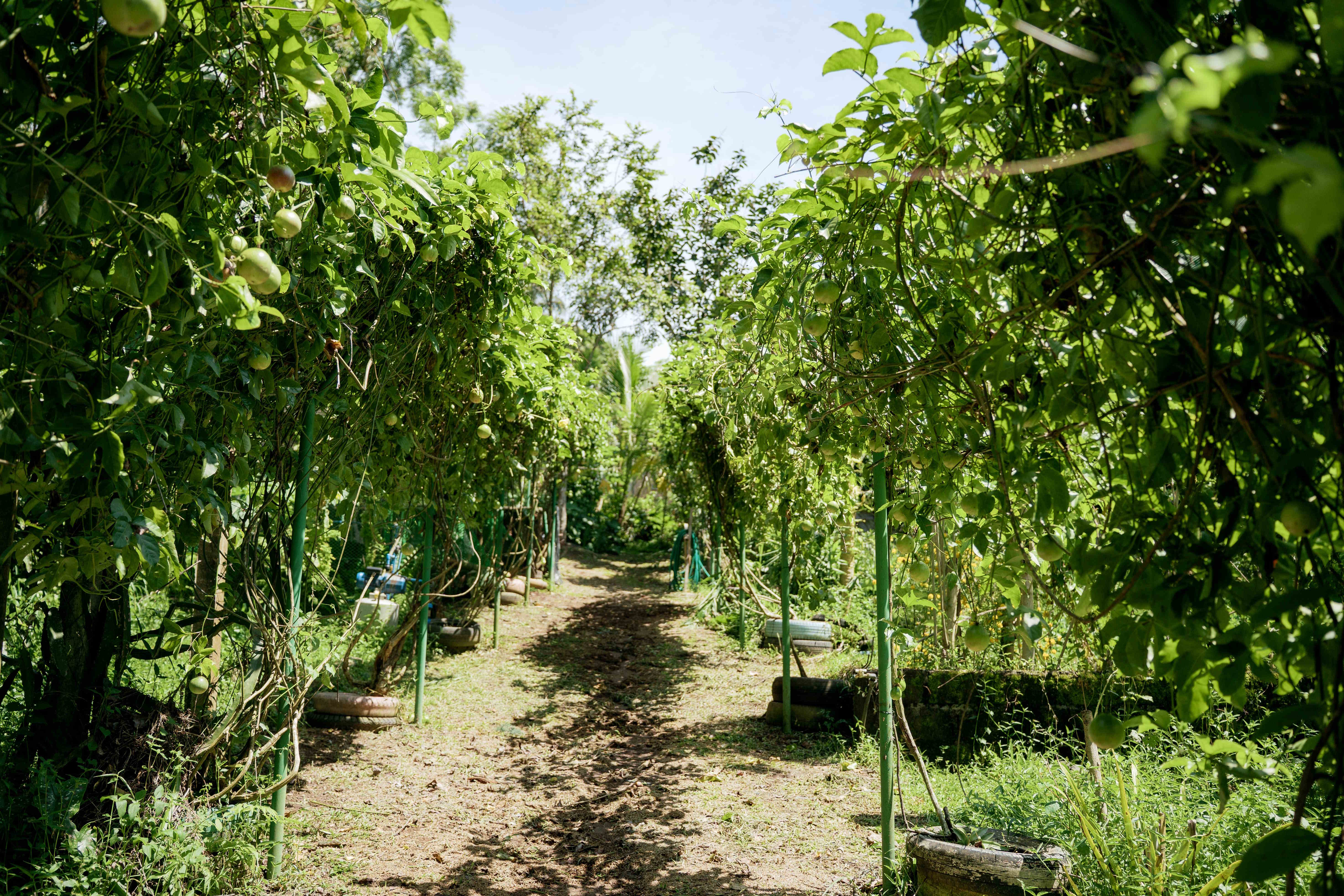 Fruit Tree Pathway