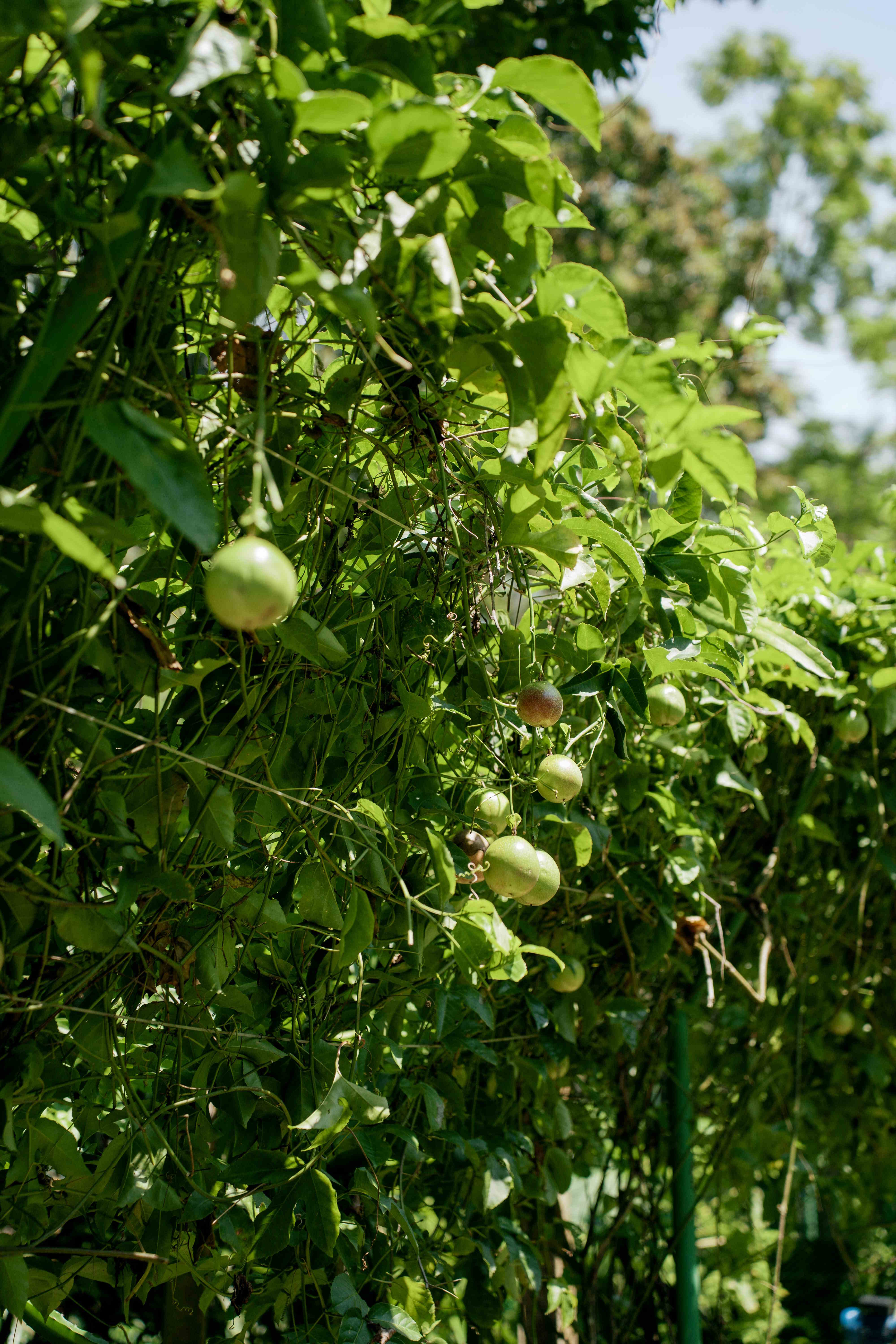 Passionfruit Vine Close-Up