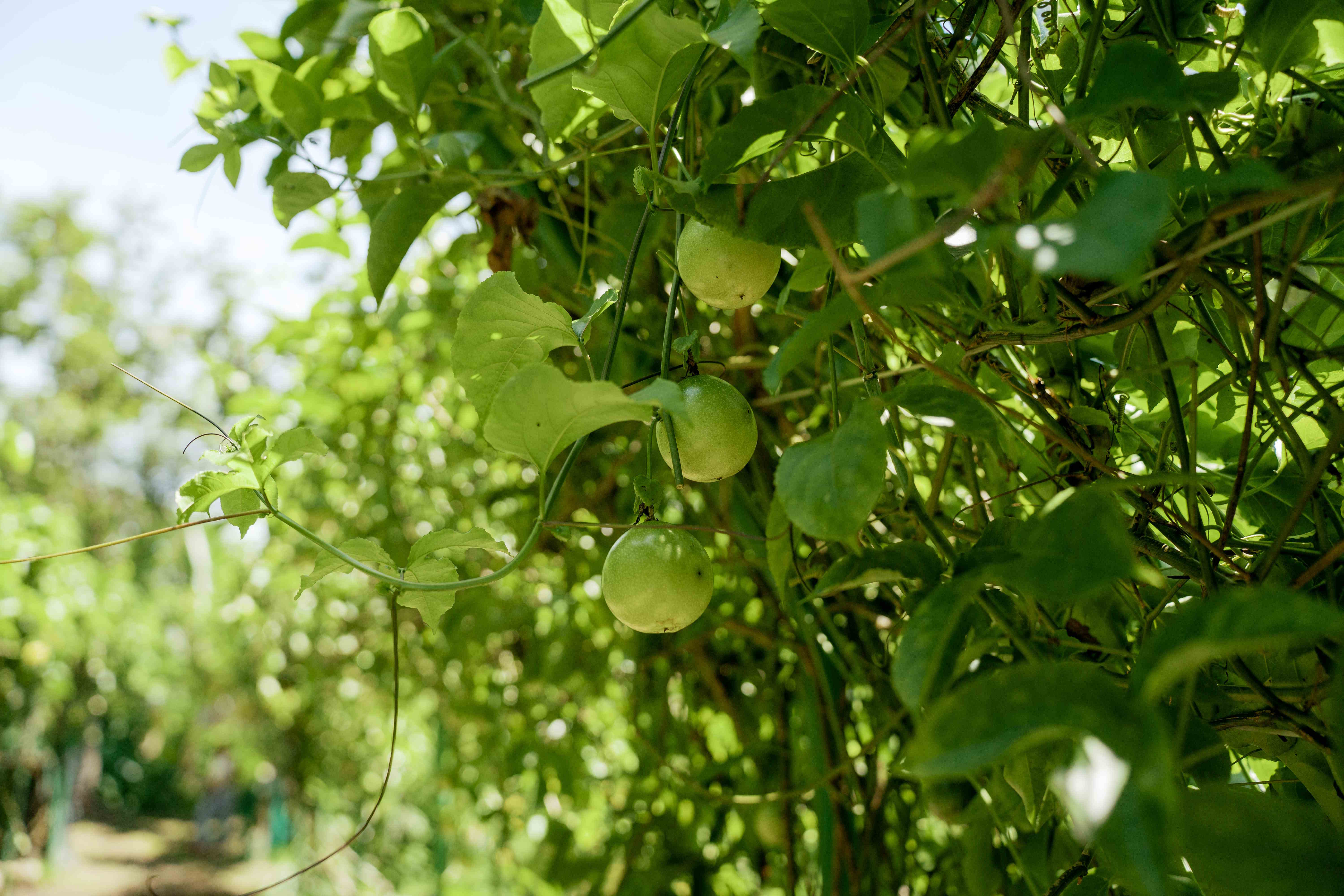 Fruit Cluster View