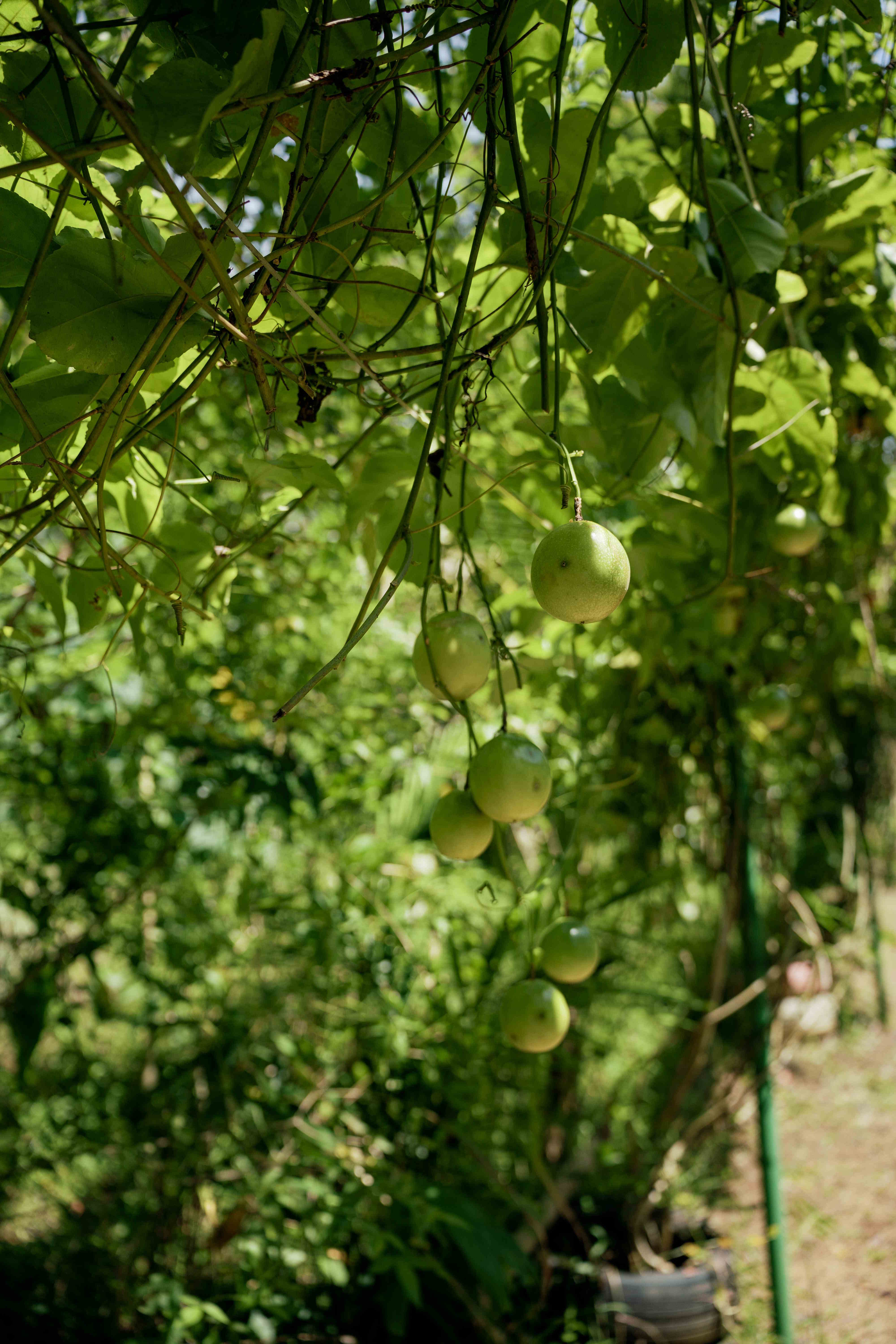Fruit Harvest Potential