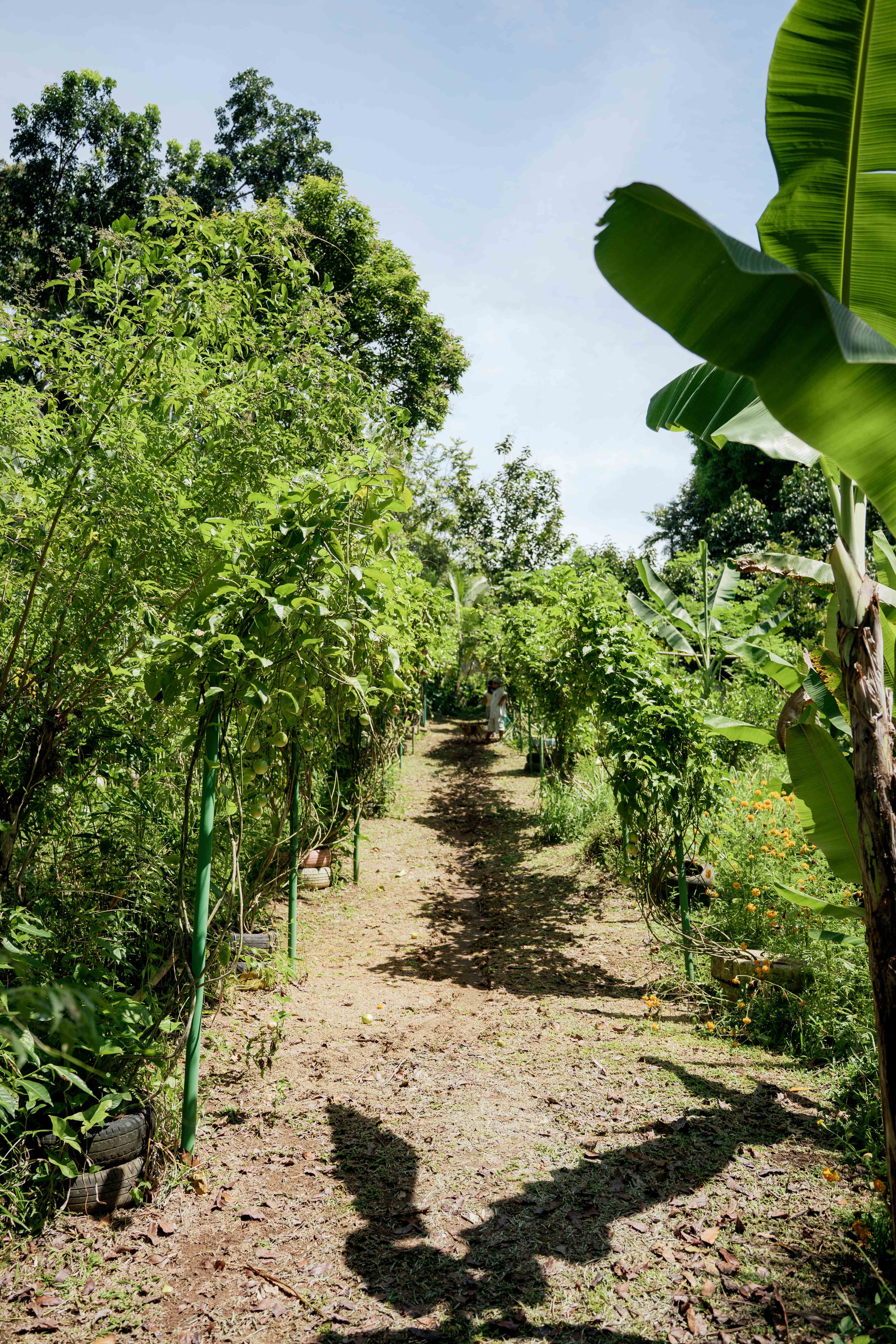 Fruit Orchard Row