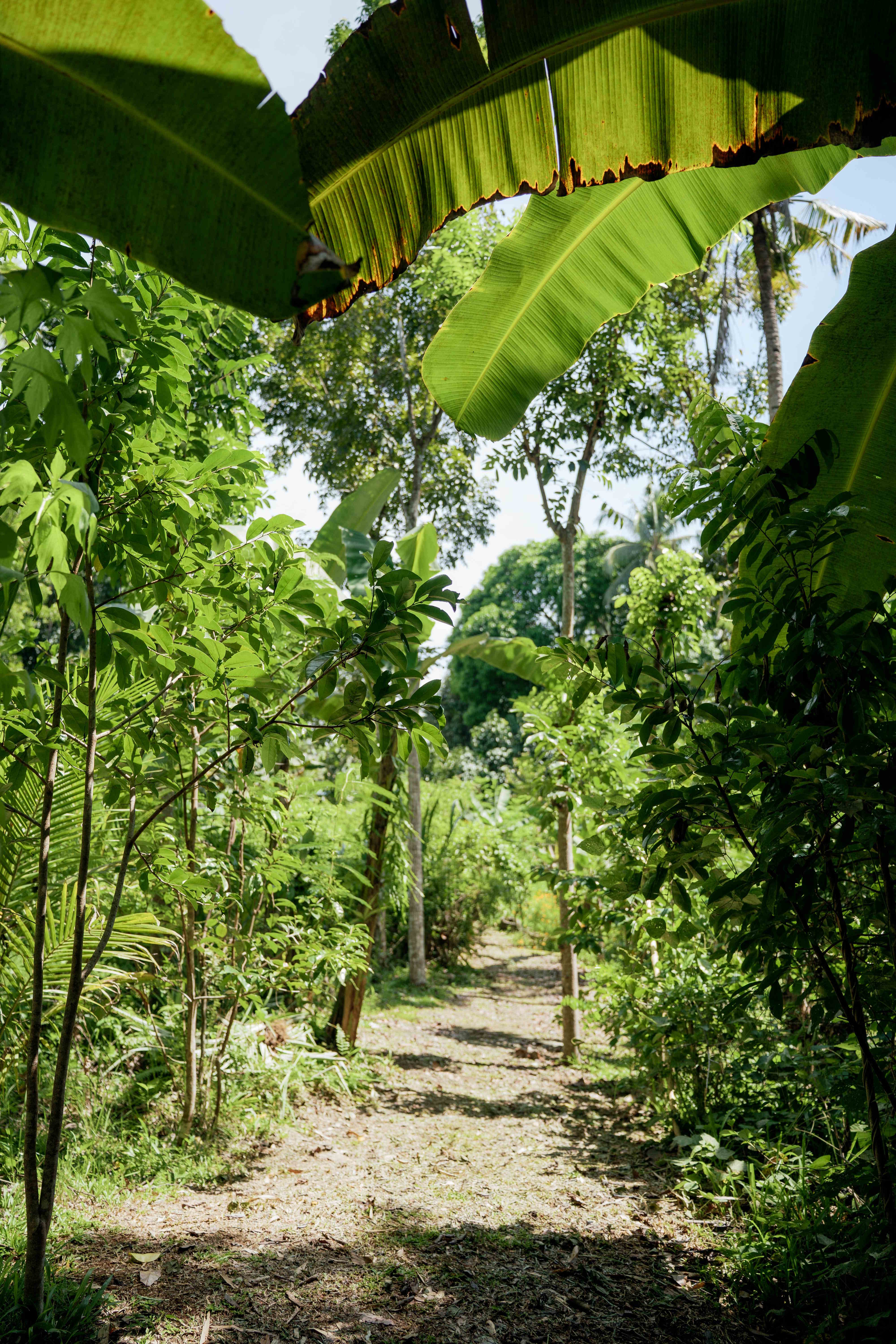 Orchard Pathway View