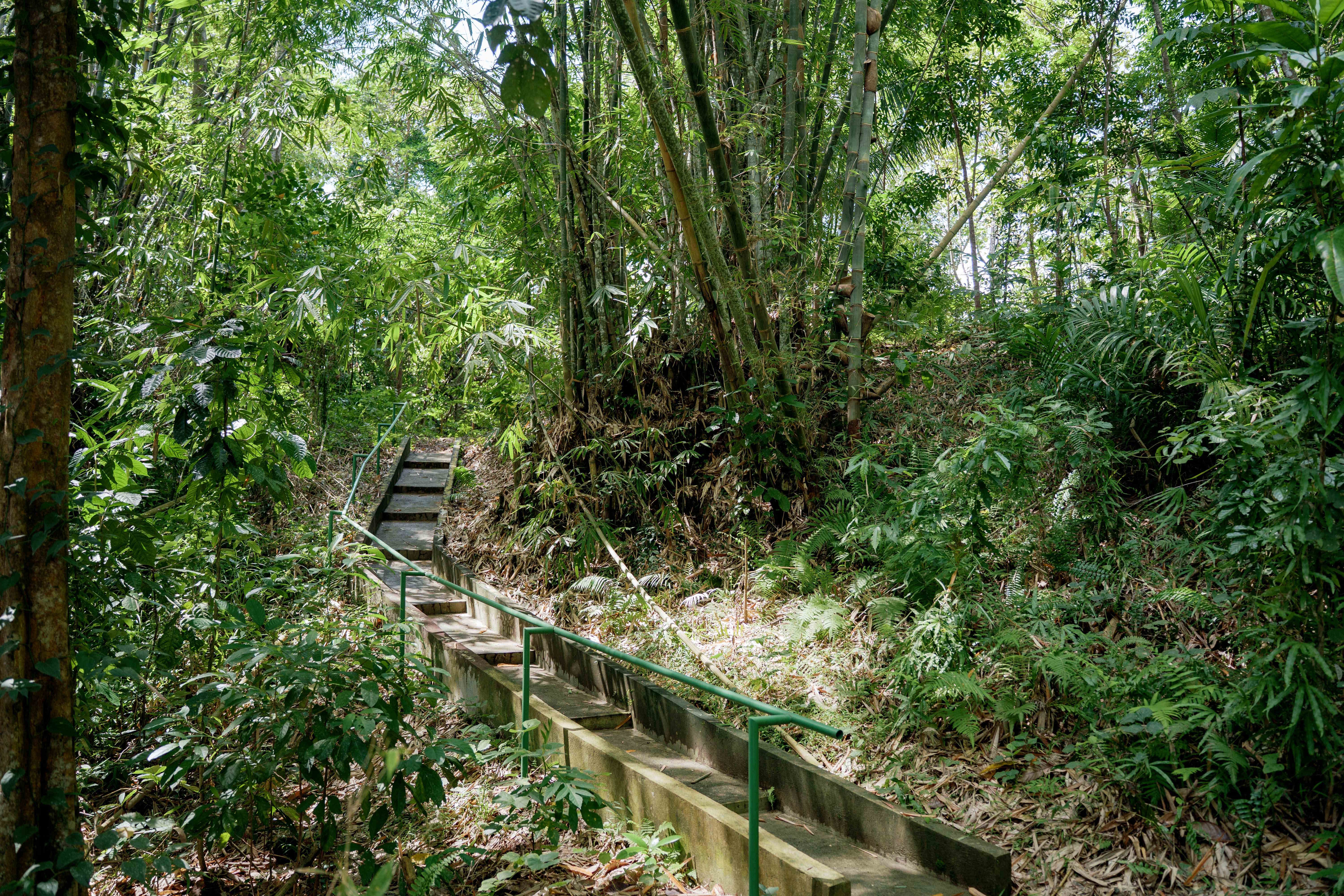 Bamboo Path with Steps