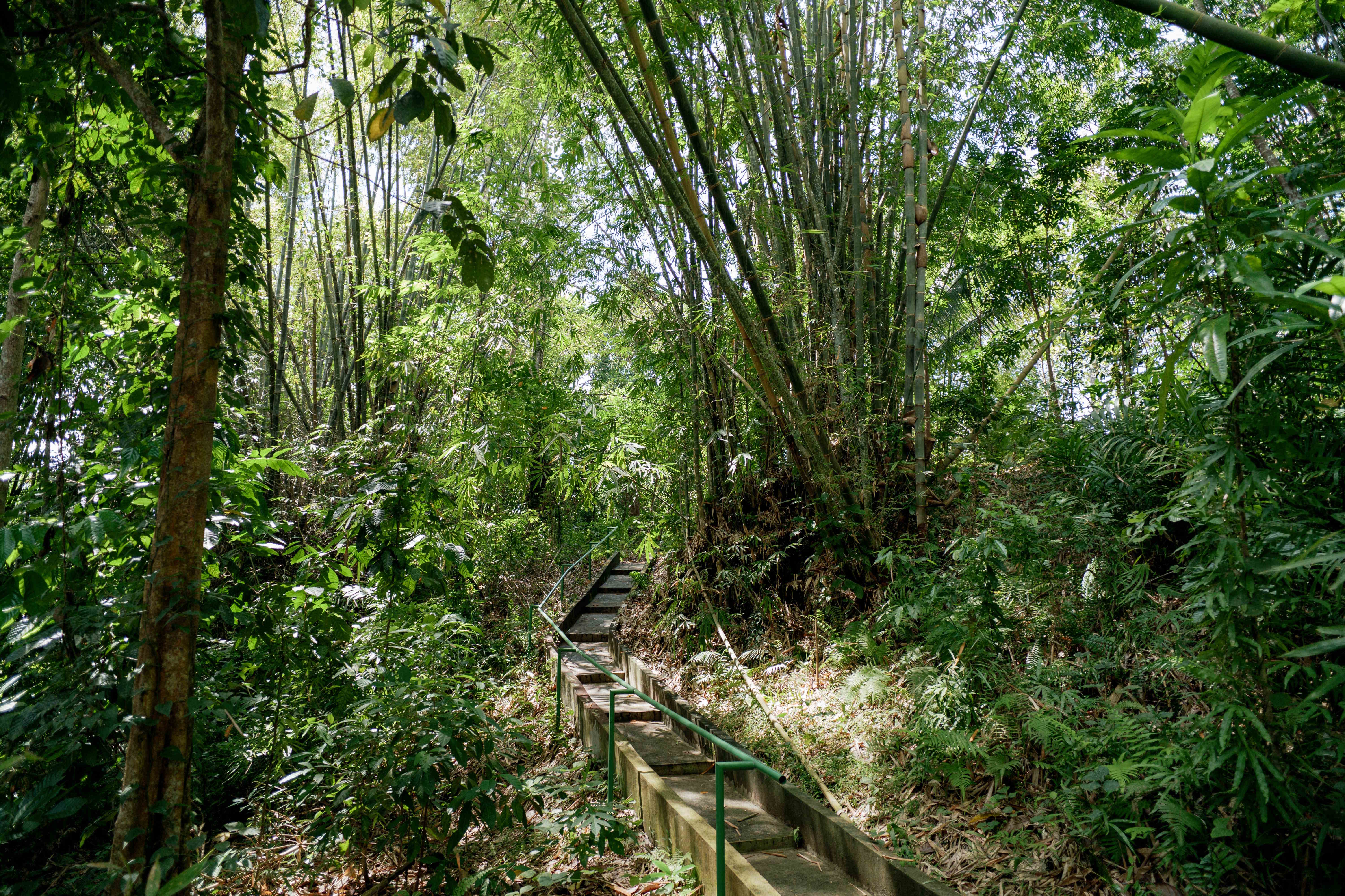 Bamboo Forest Trail