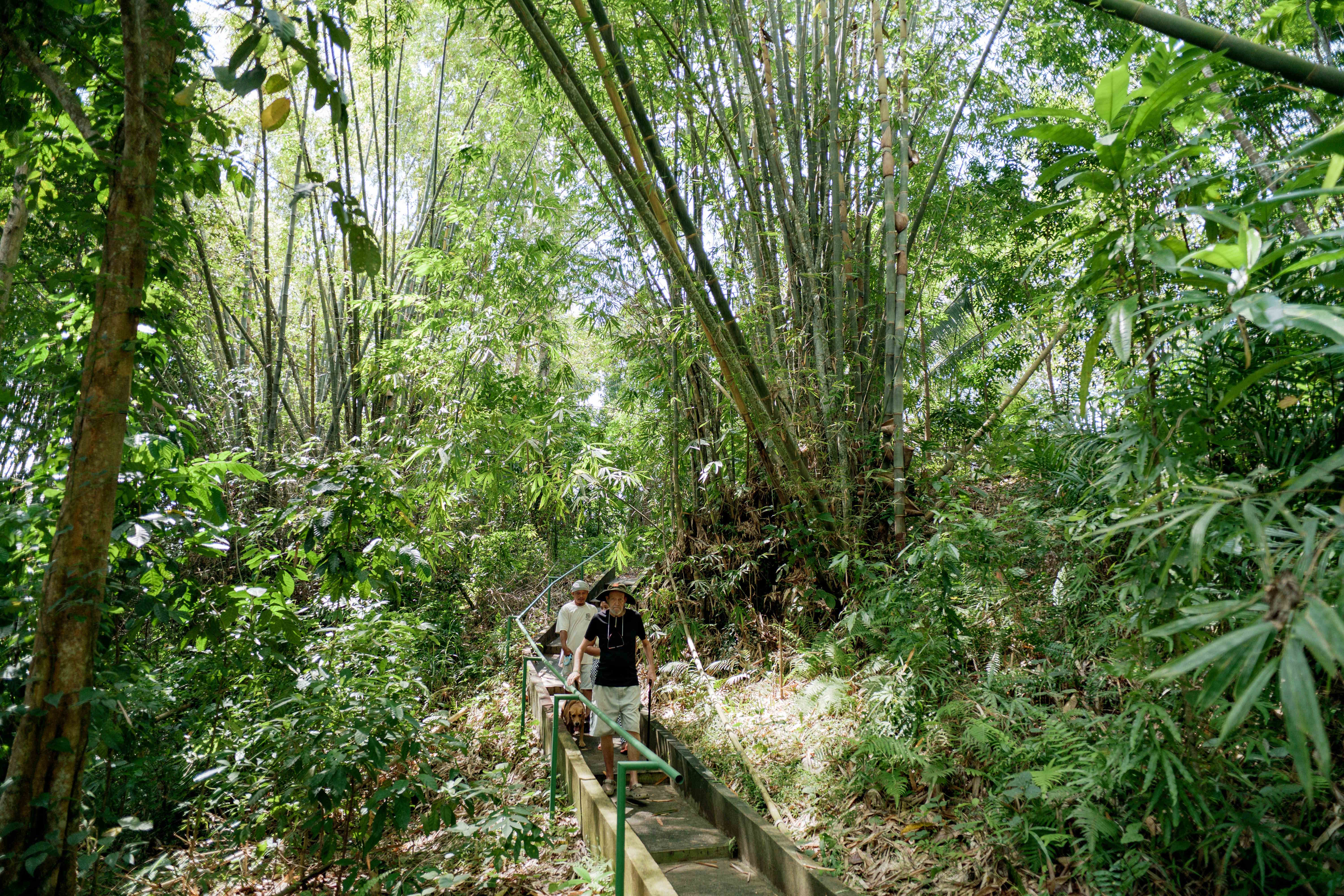 Forest Walkway with Visitors