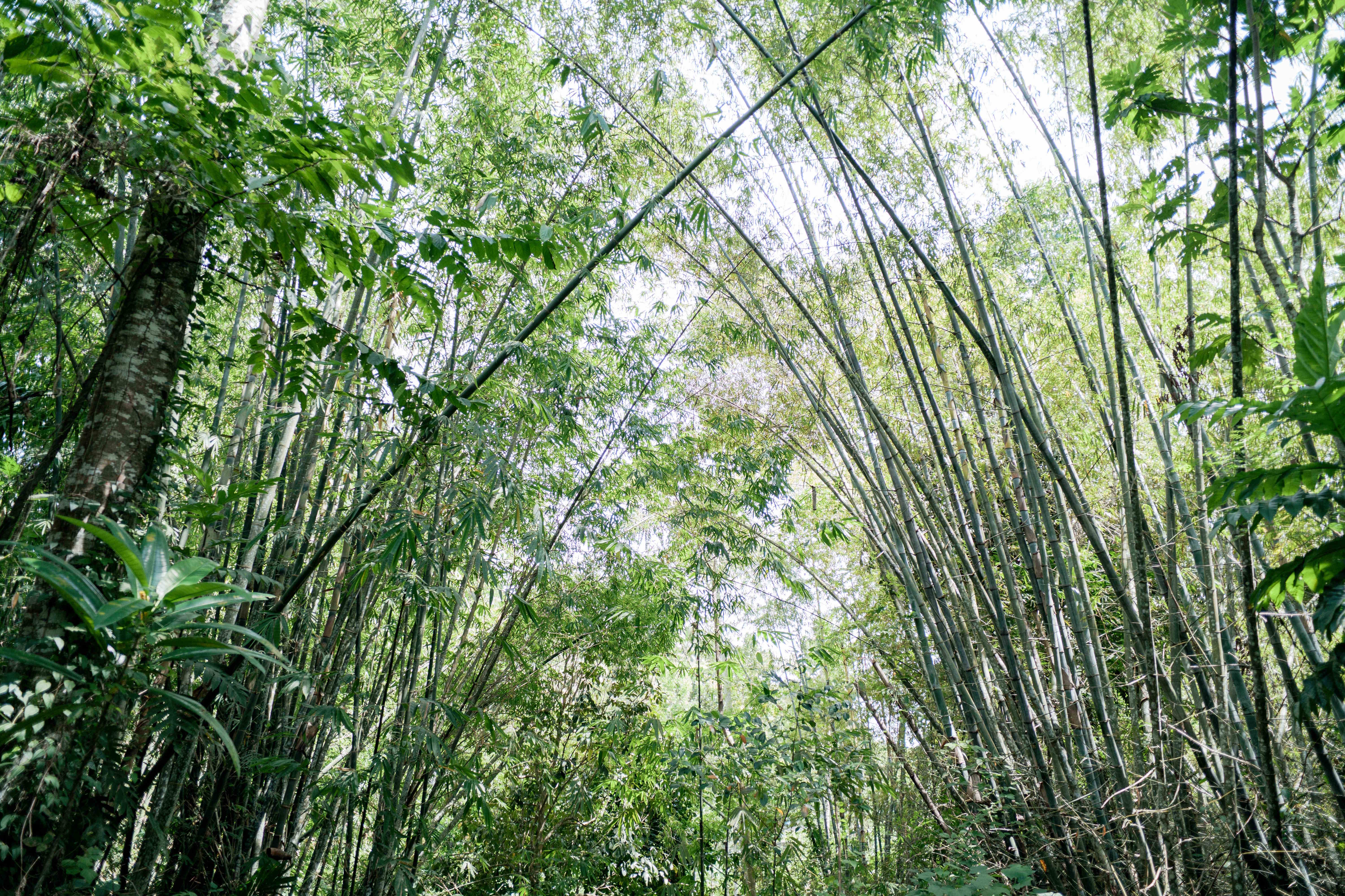 Bamboo Canopy View