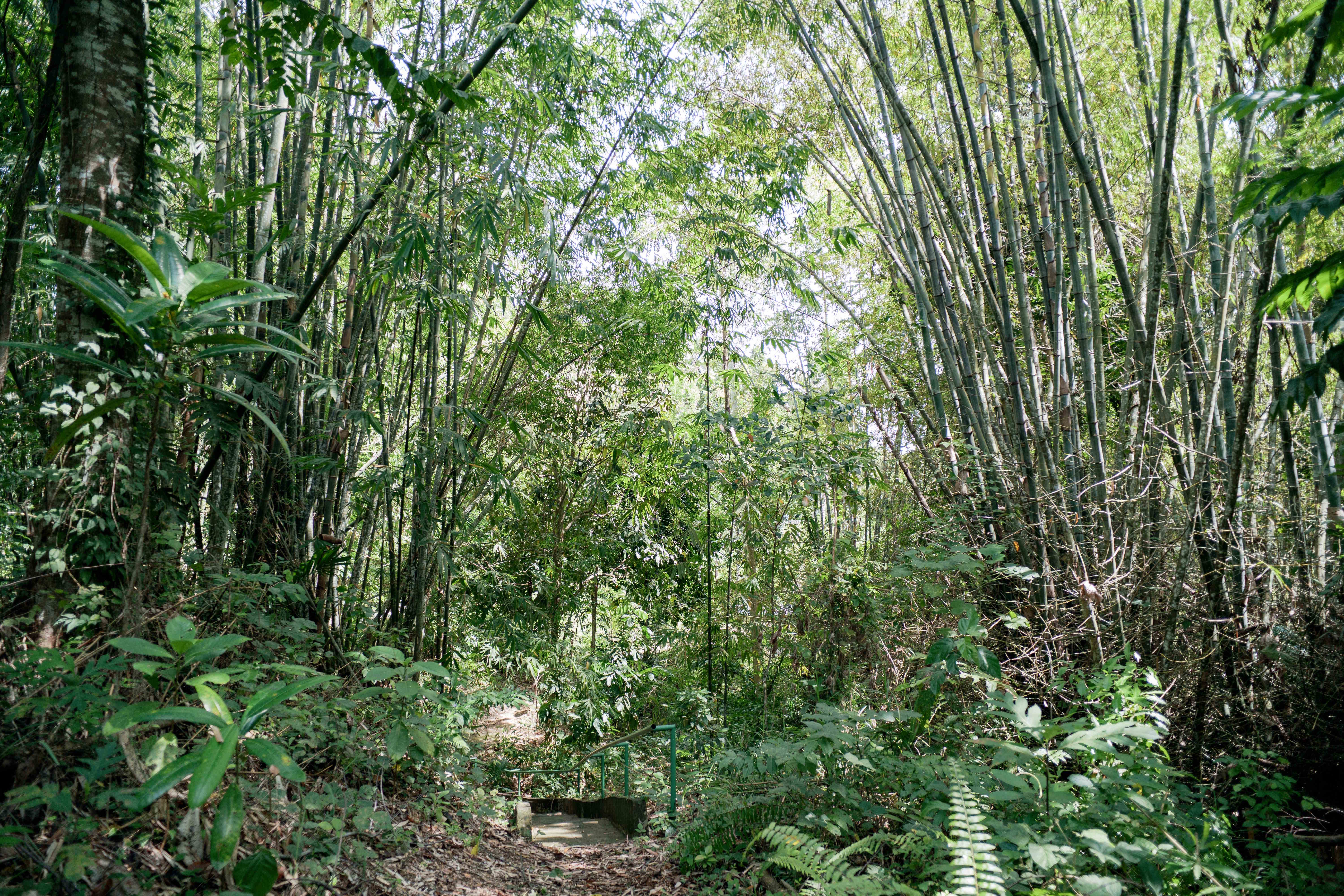 Forest Floor Path