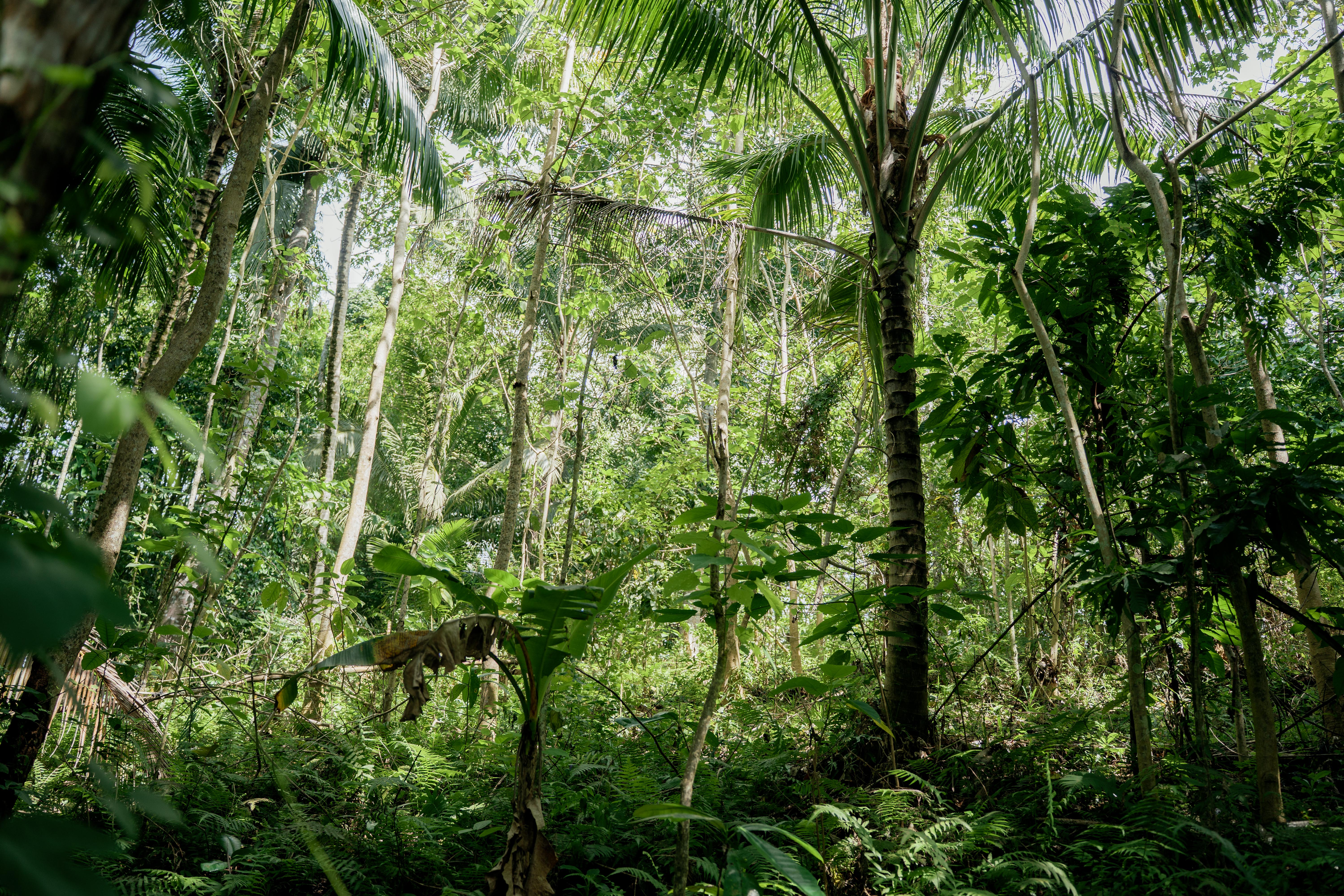 Young Forest Area