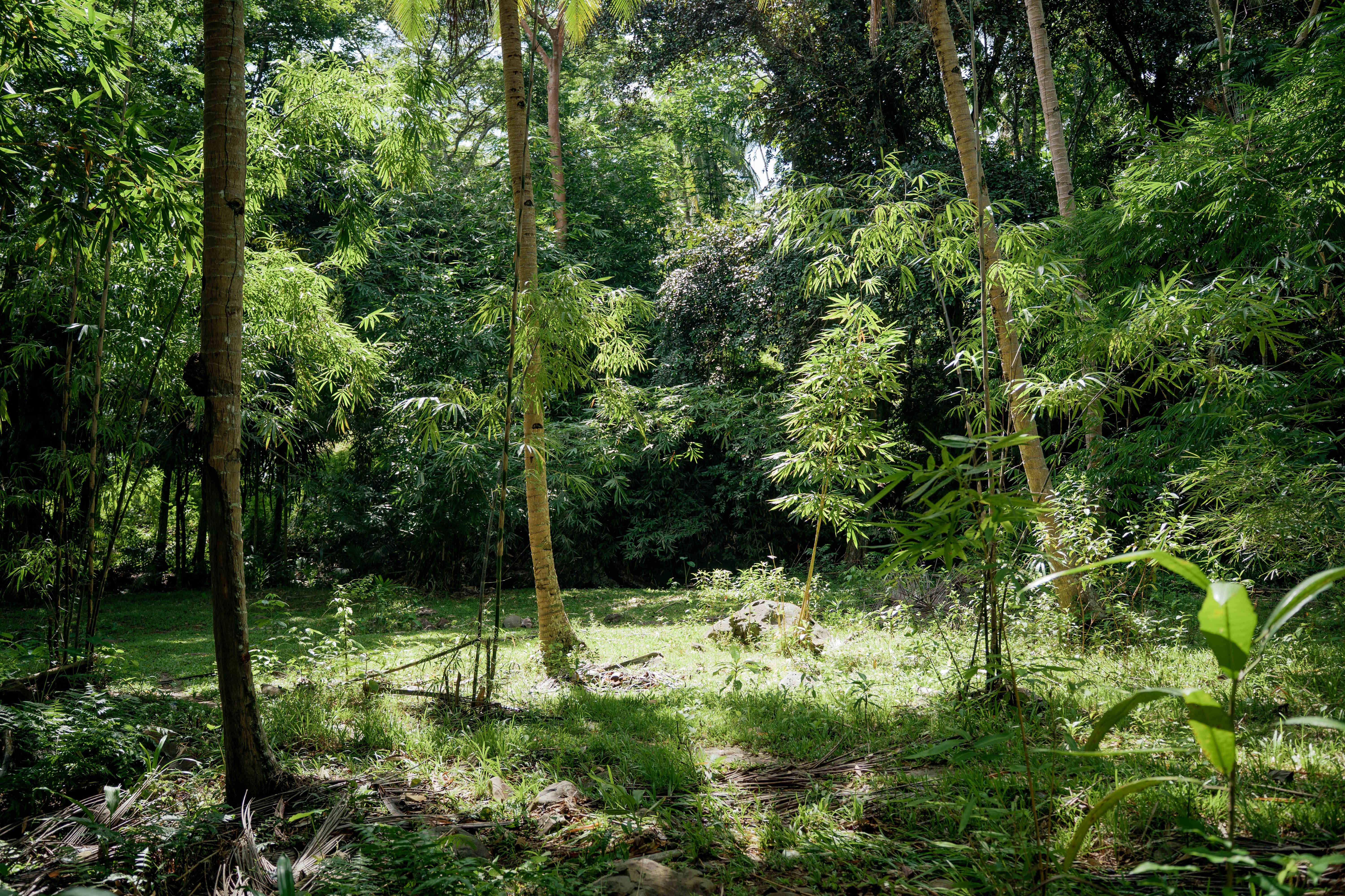 Open Clearing