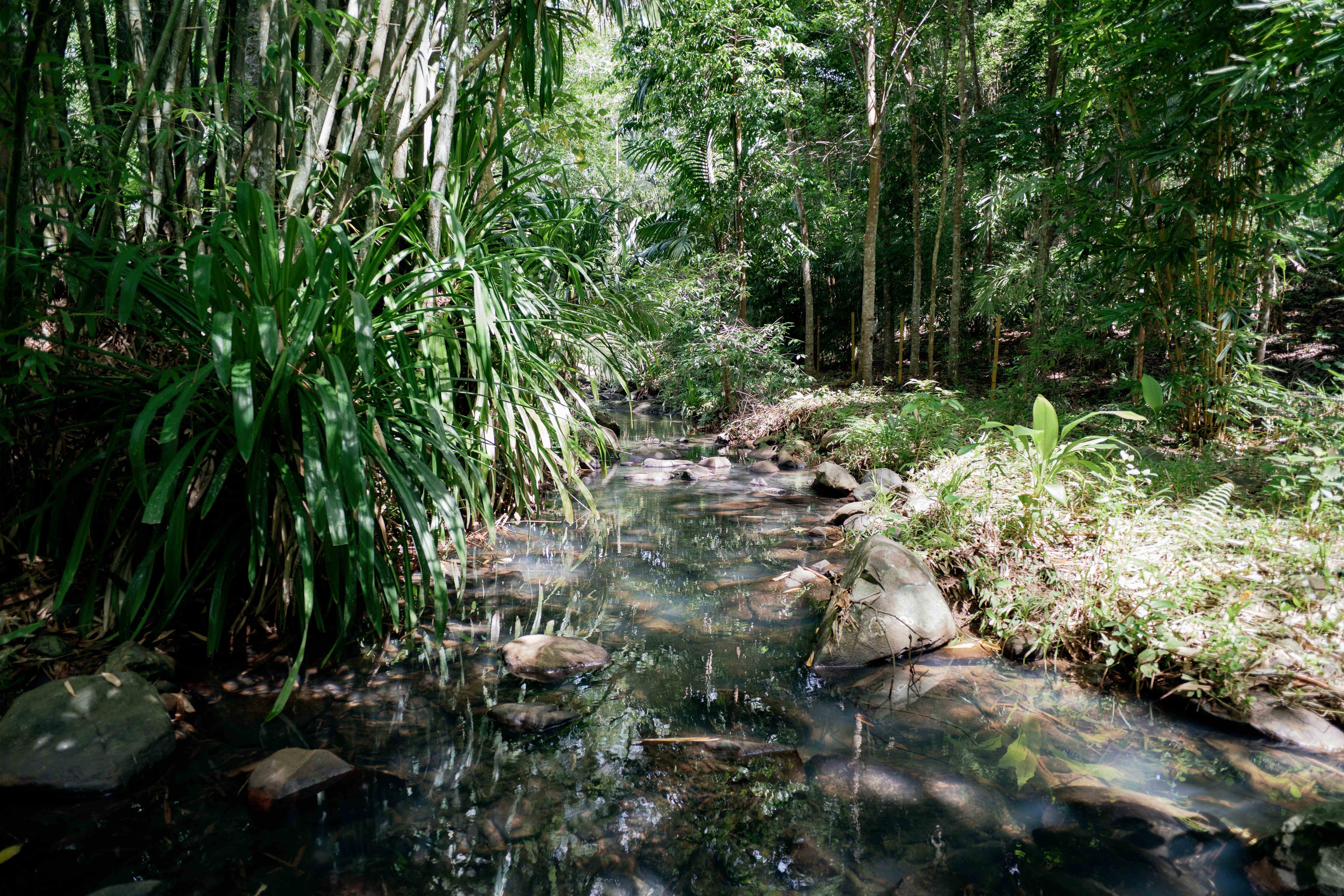 Creek Section with Rocks