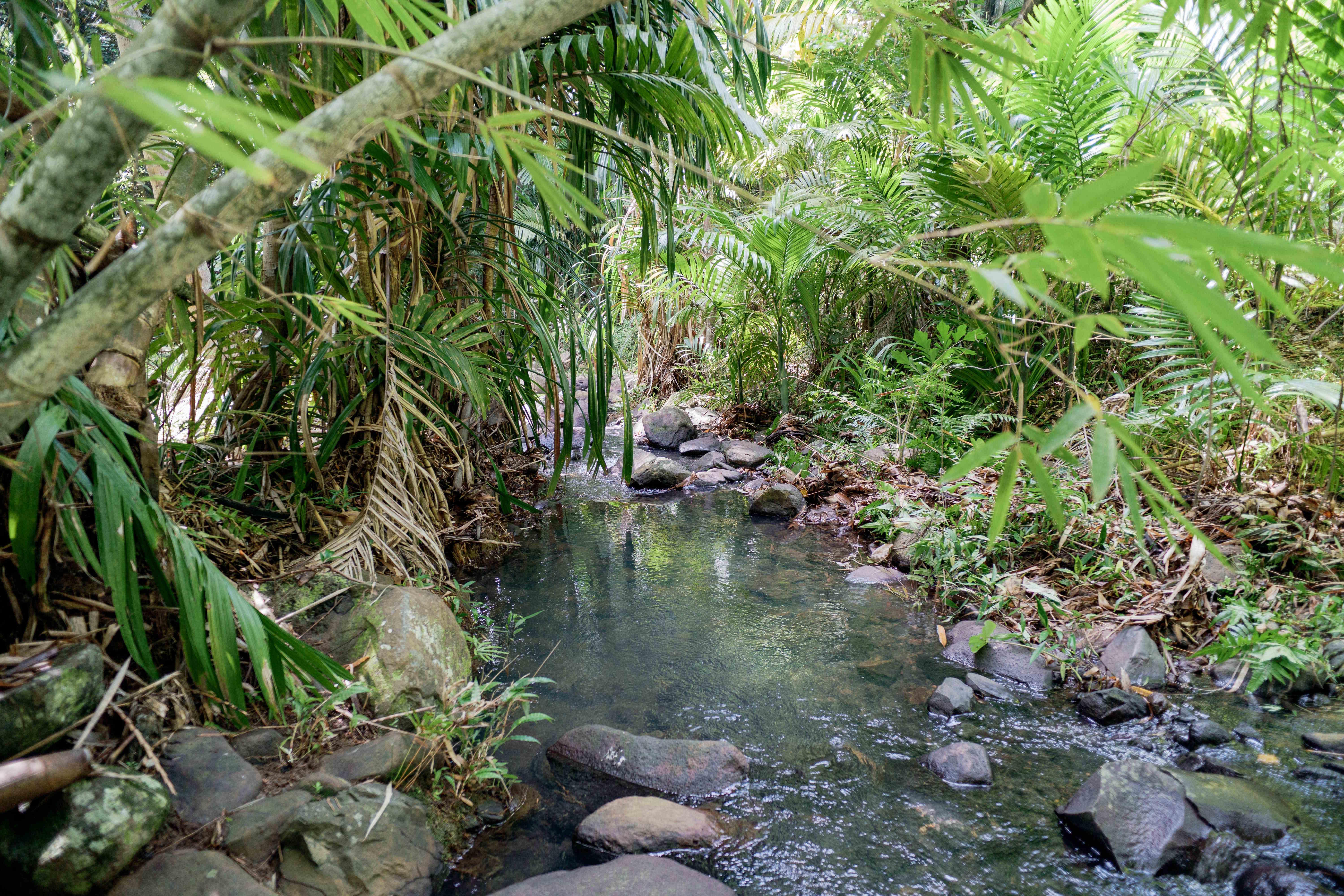 Stream with Tropical Plants